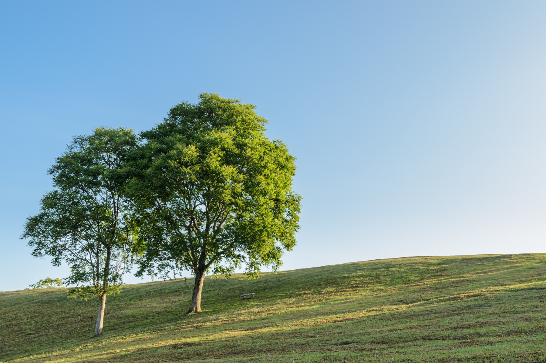 Two trees standing on a grassy hill under a clear blue sky with sunlight casting shadows.