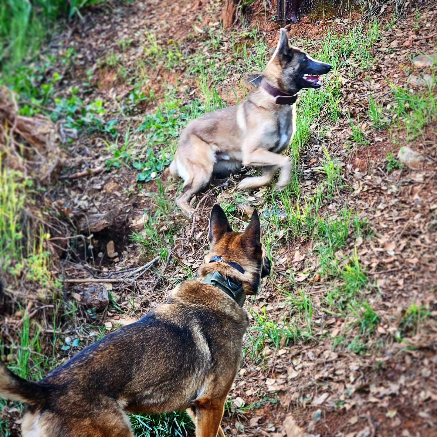 A couple of Malinois enjoying the #backyardbliss at JoBu!
Gaara always loves it when his breed gets to come for boarding.
He's a half working line GSD x Belgian Malinois cross breed 👍

Find yourself in need of some training for your pooch? At Jobu w