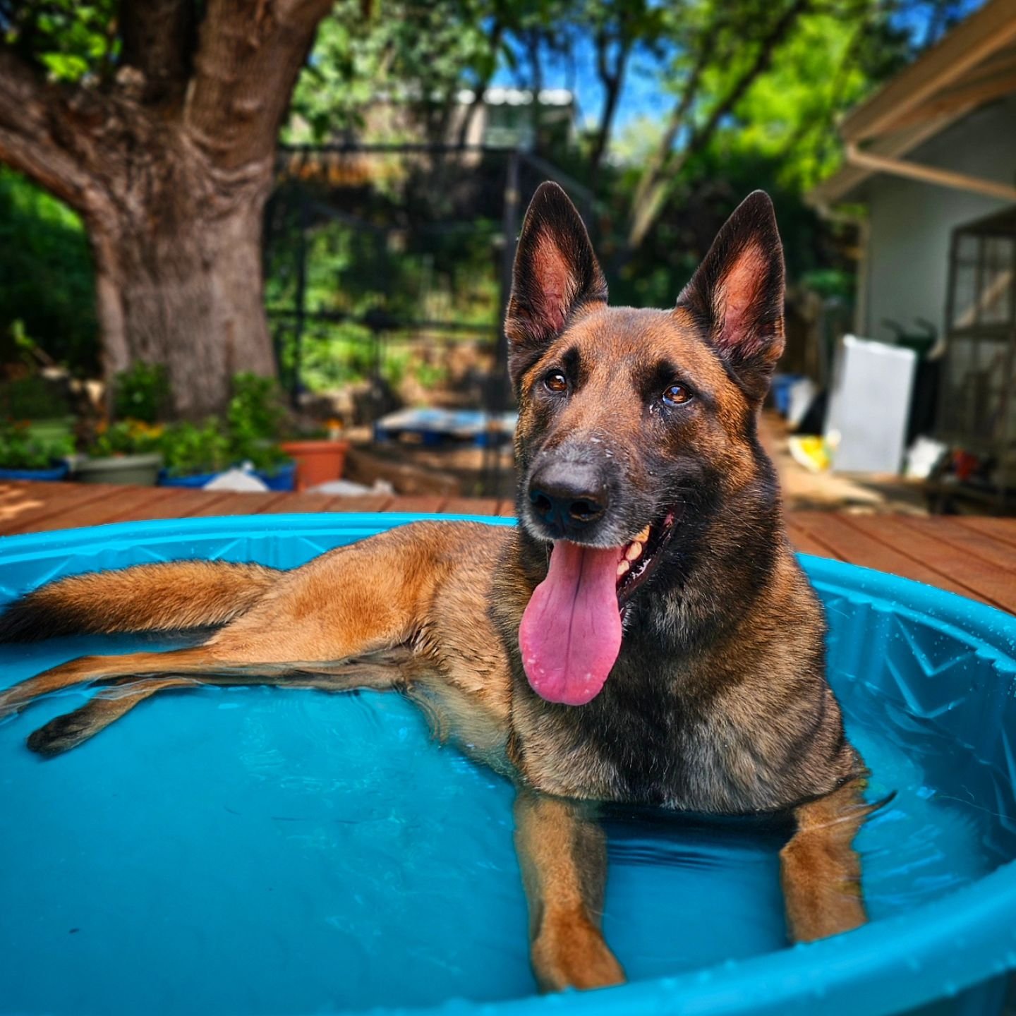 😎 We're ready for the summer heat! Are you?🌞
Have a summer vacation planned but can't take your dogs?

🐾 At JoBu Dog Company, we understand the importance of providing a safe, comfortable, and stimulating environment for your canine family members