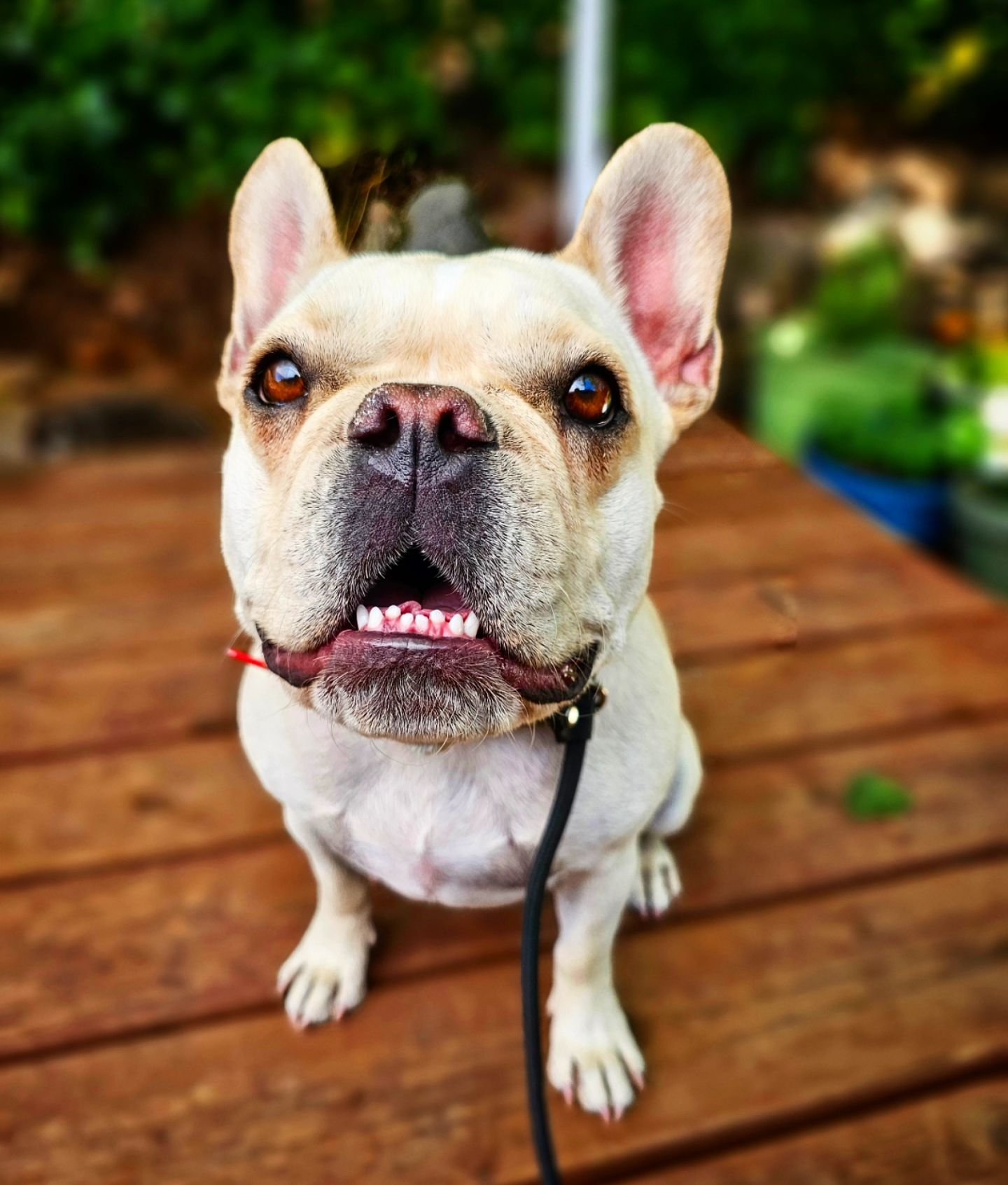 Say hi to Dolly the frenchie!

She's started a multi week Board and Train program to work on her socialization, leash manners, and work on her obedience. 

She's been a sweetheart so far, and I look forward to seeing her progress over the next few we