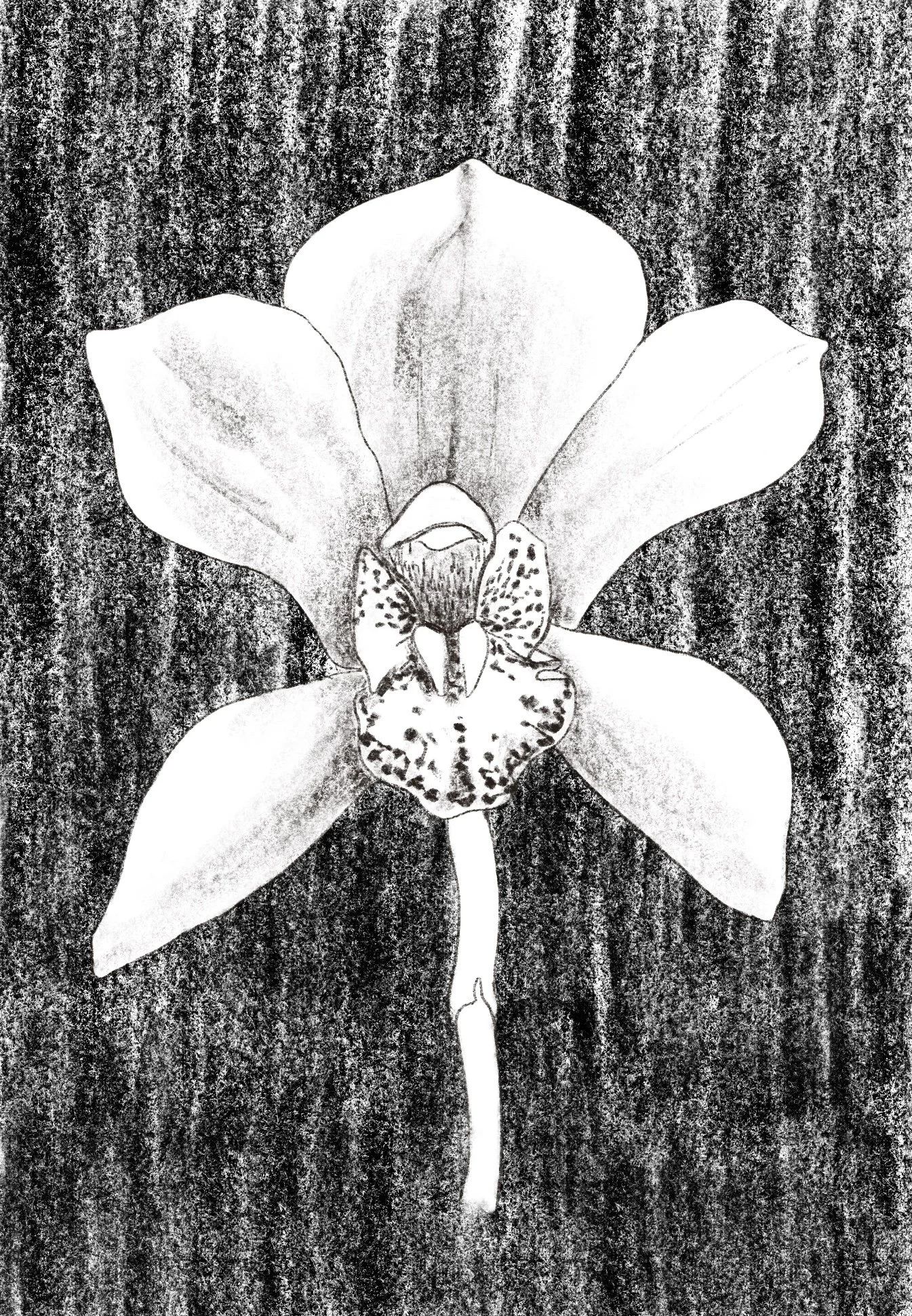 Orchid no.4 
Digital drawing,
2019