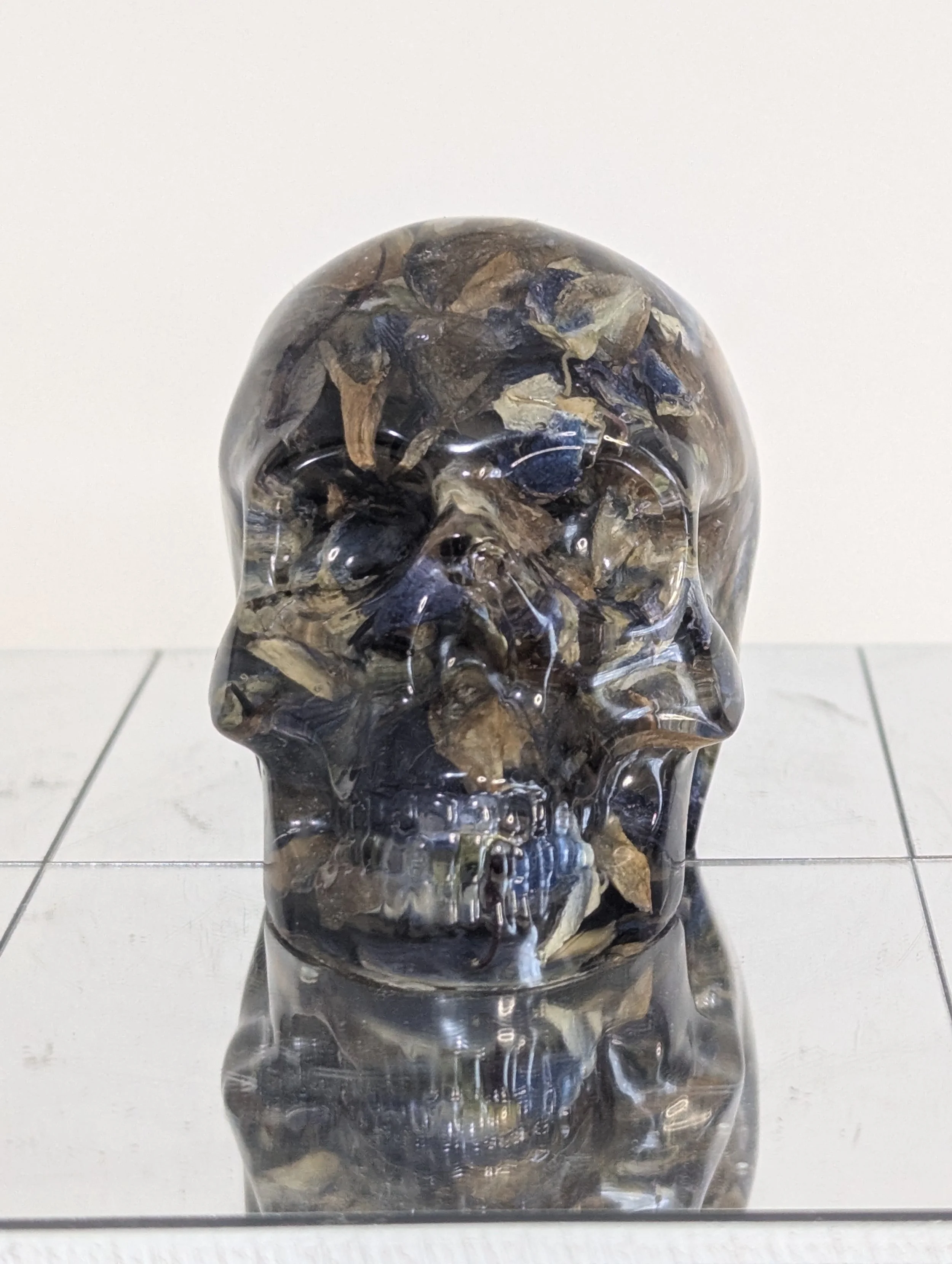 Lupine Skull