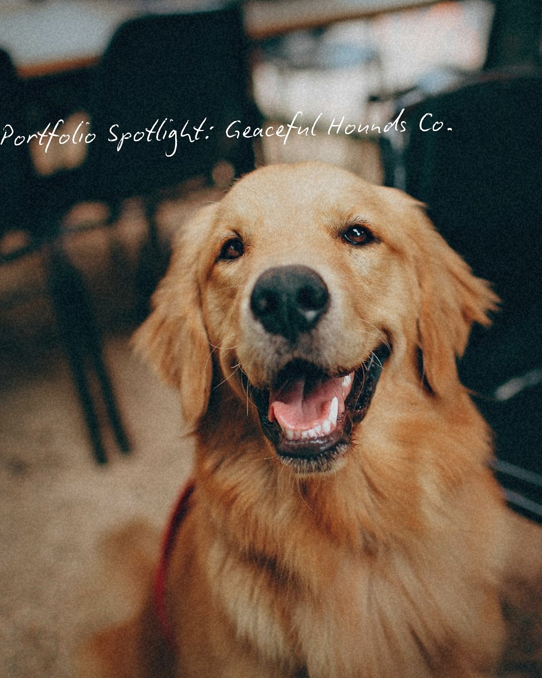 Portfolio spotlight ✨

Graceful Hounds - A friendly, inviting space for training and boarding dogs right here in Manitoba.

This brand embraces a rustic, timeless charm, complete with custom illustrations of the owner&rsquo;s own dogs and a warm, ear