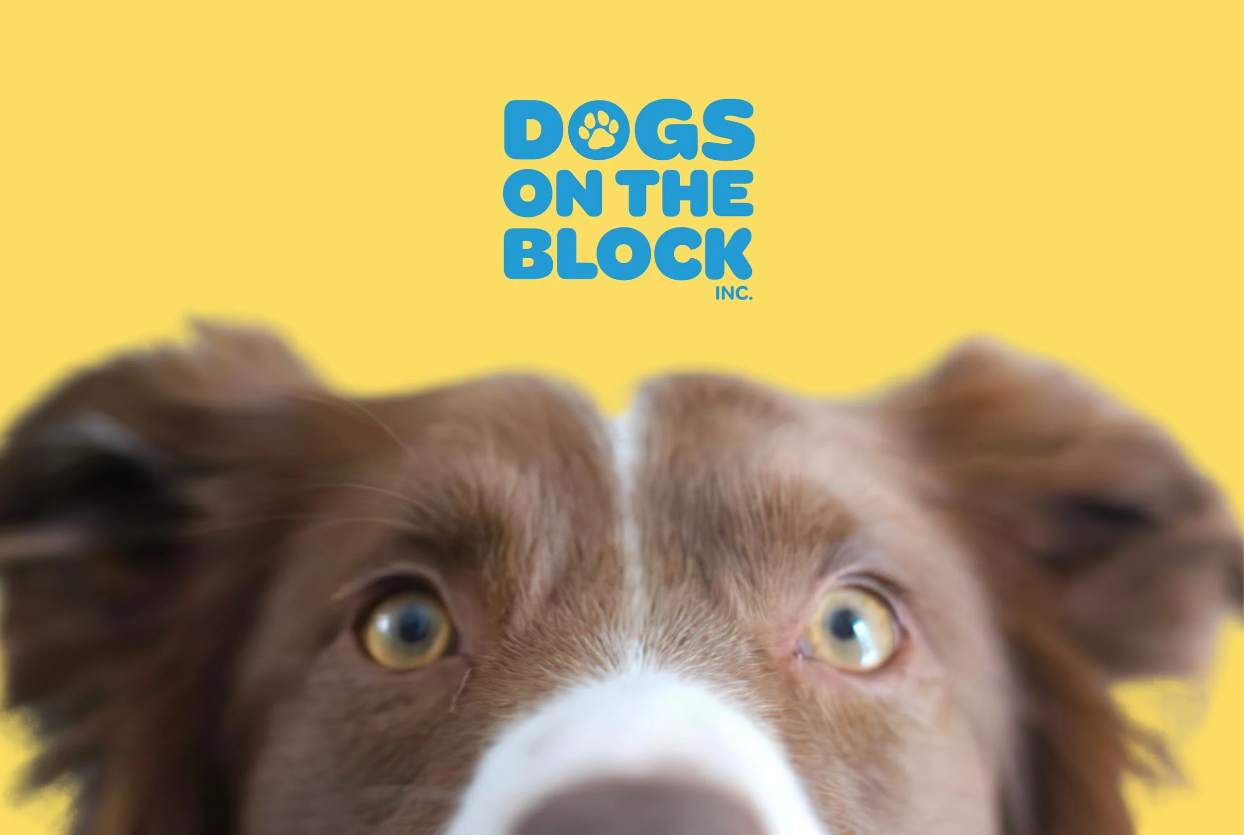 dogs-on-the-block-branding1.jpg