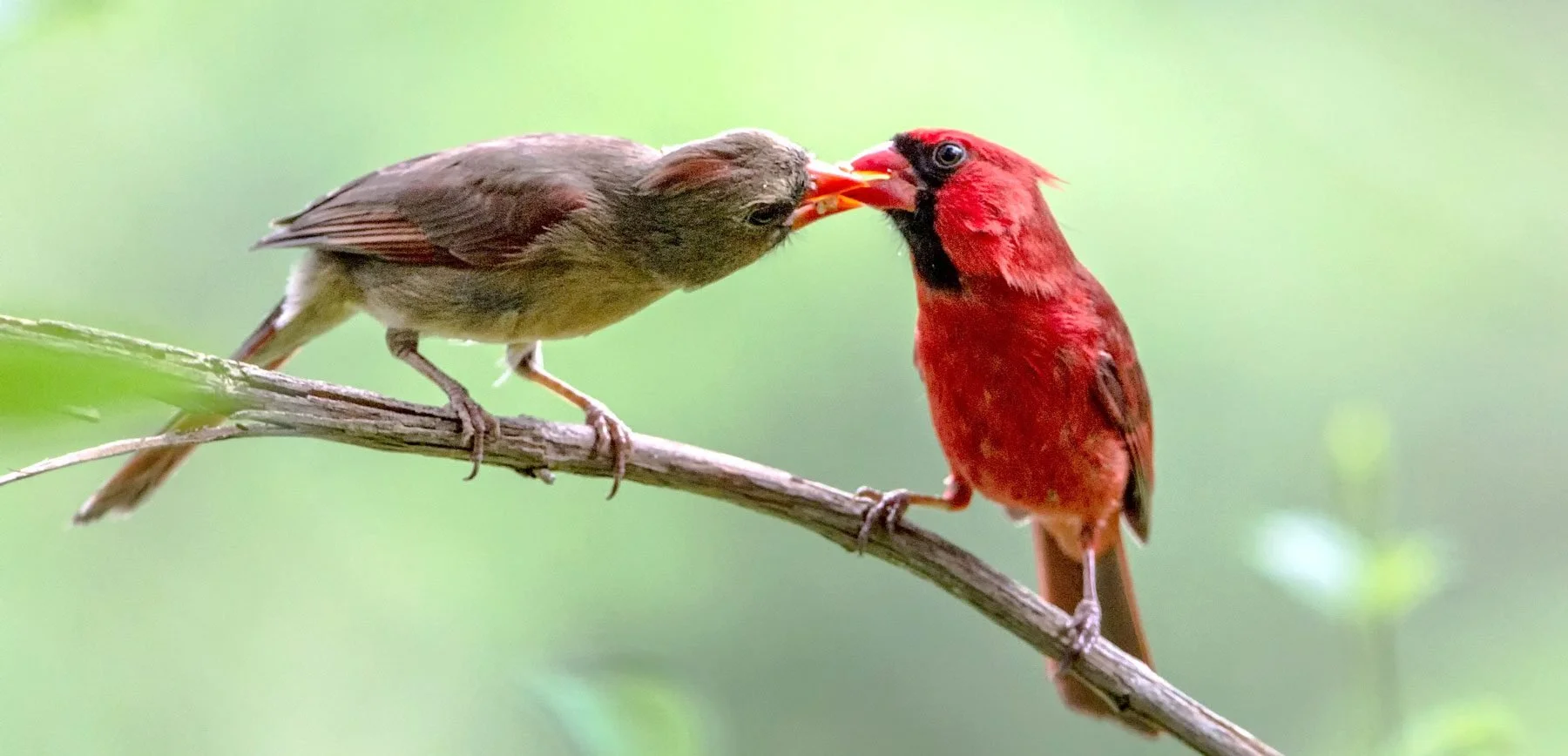 Two birds on a branch, one brown and one red, sharing a meal.