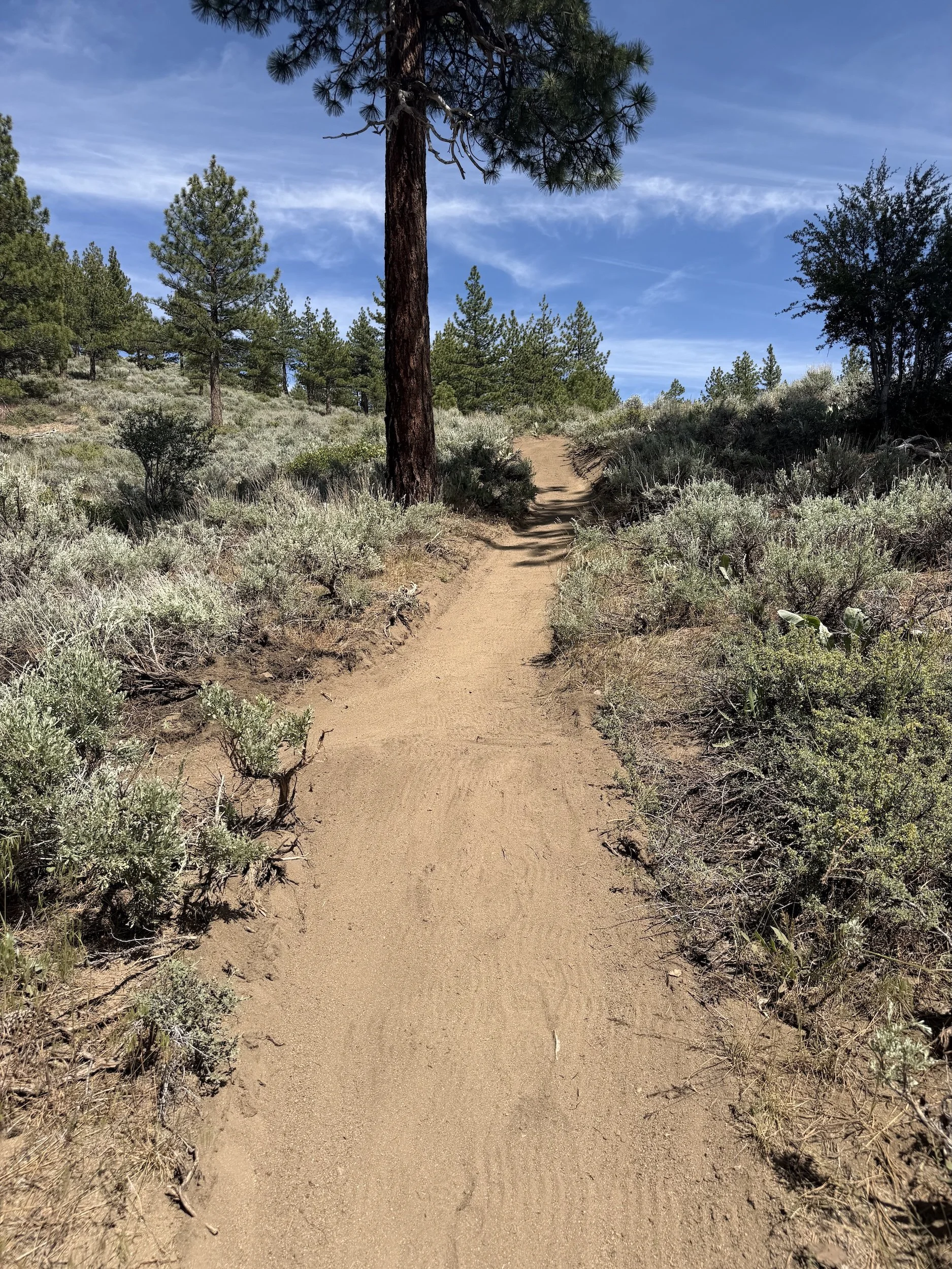Smooth natural surface trail winding through sagebrush and pine trees on a Northern Nevada hillside.