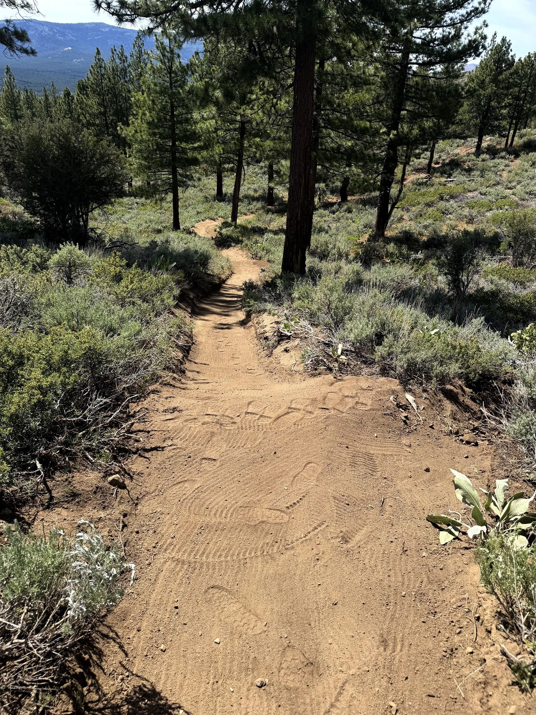 Natural surface trail with tire tracks running through sagebrush in Northern Nevada