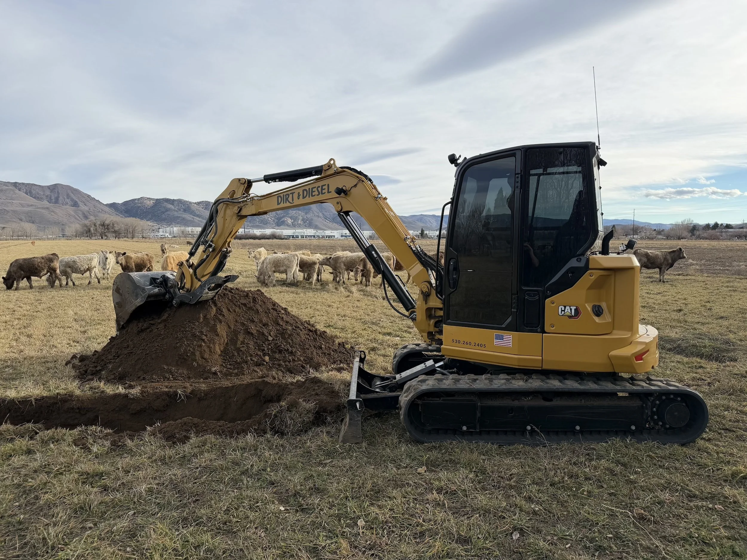 Excavator digging in a ranch pasture with cattle grazing in Northern Nevada
