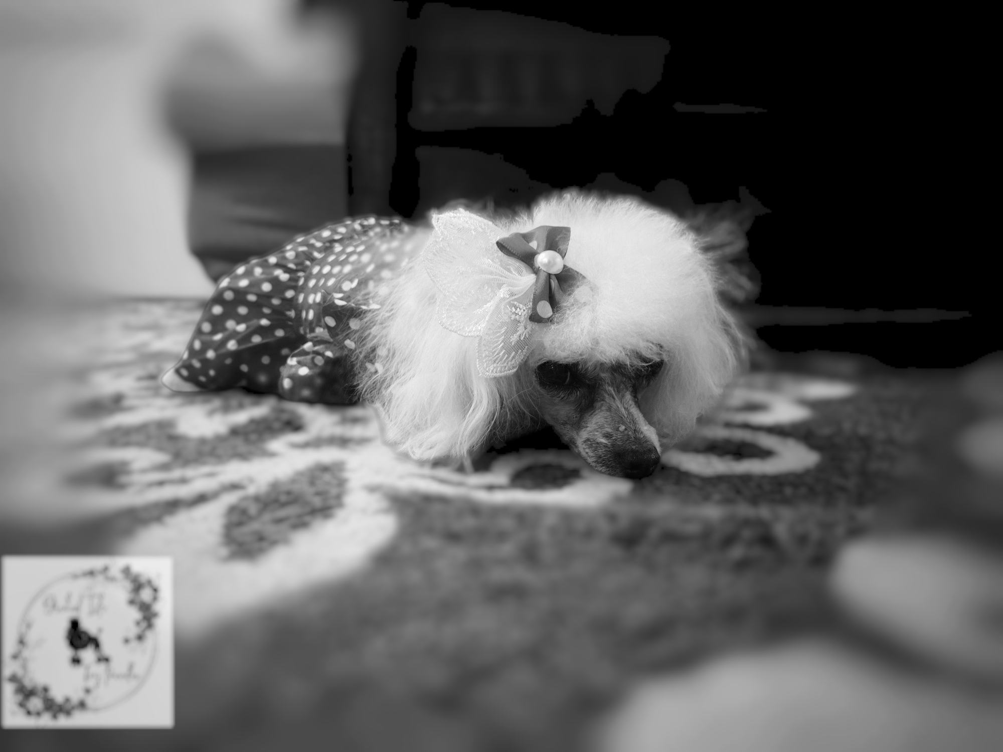 Photoroom-20250224_194240 (1).png