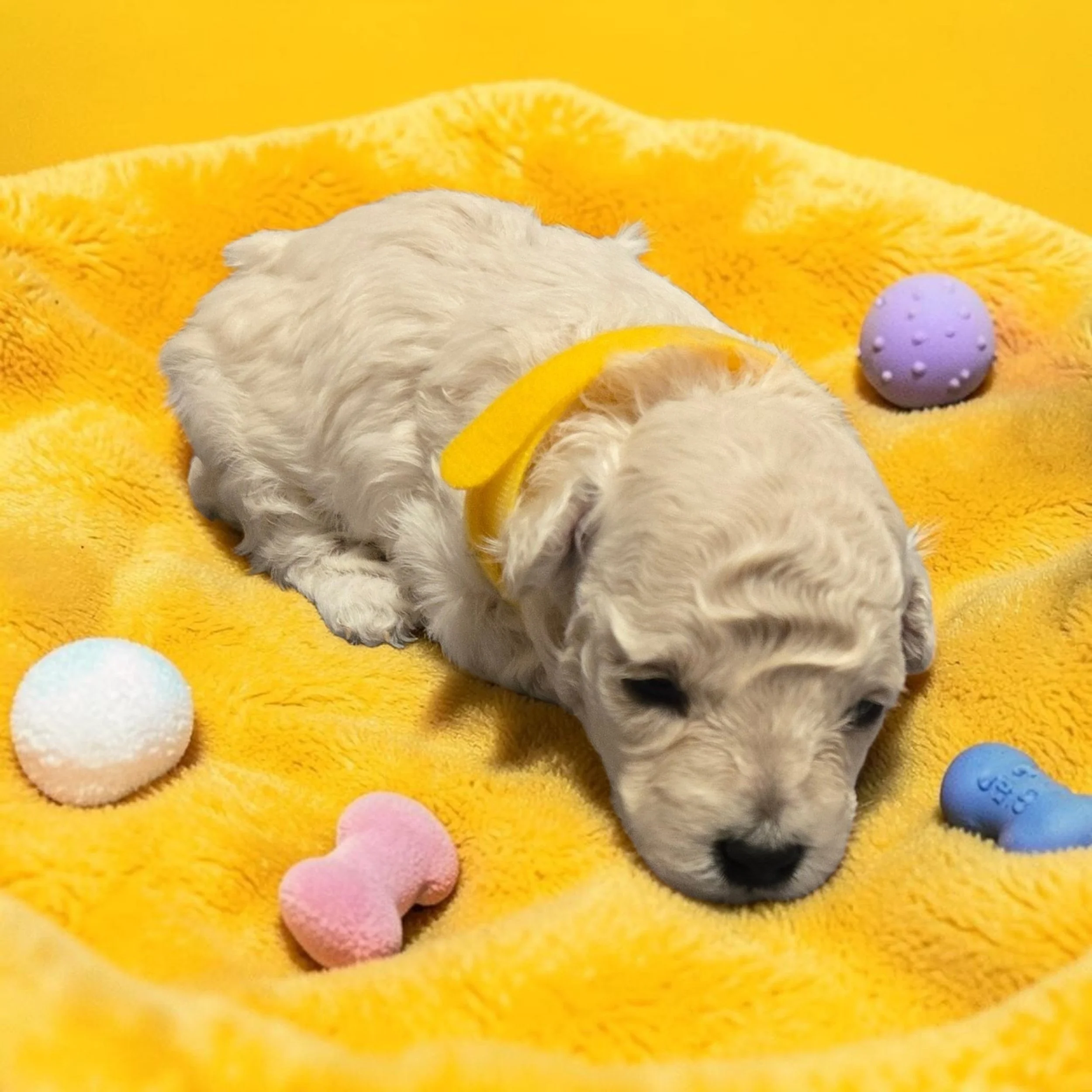 Peaches White Girl B 1.jpg