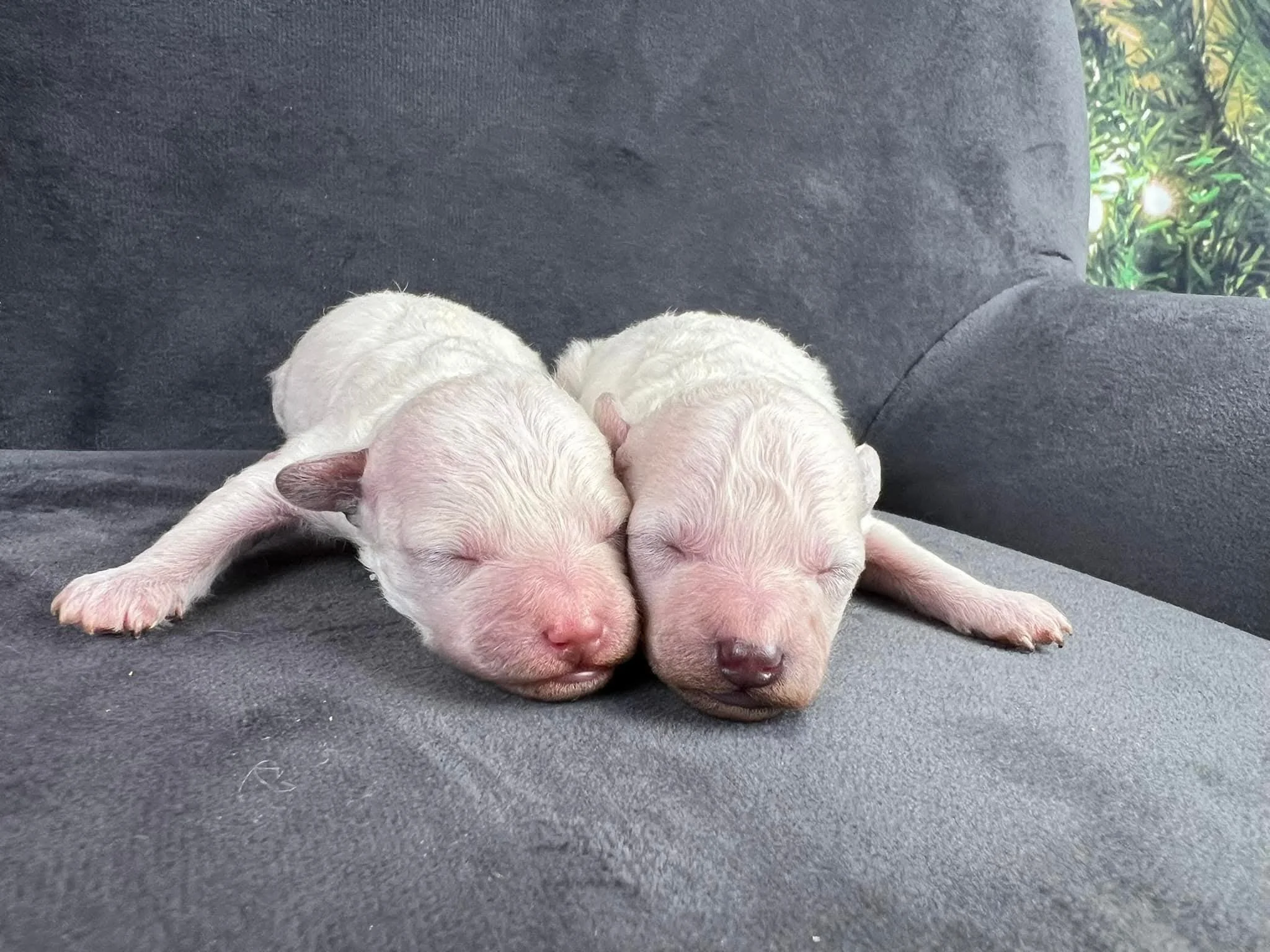 Blossom and her brother just born