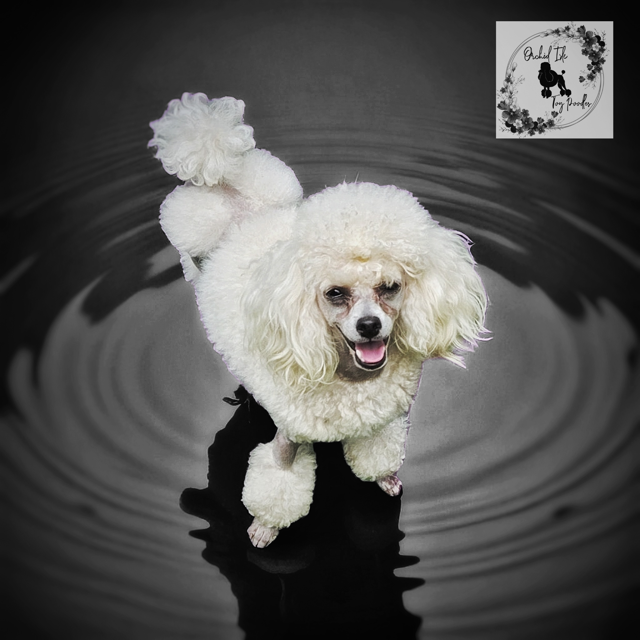 Photoroom-20251221_130134666 (2).png