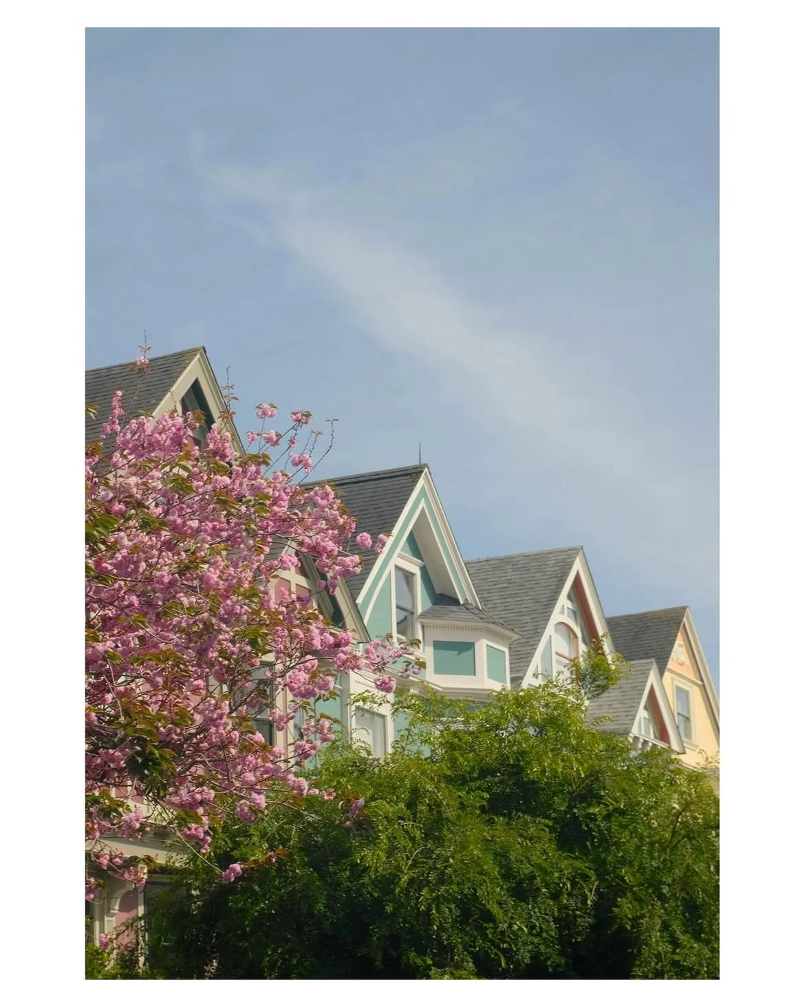 Springtime in the city #x100v #fujifilmshooters #sfphotography #sanfranciscophotographer #spring (1).jpg