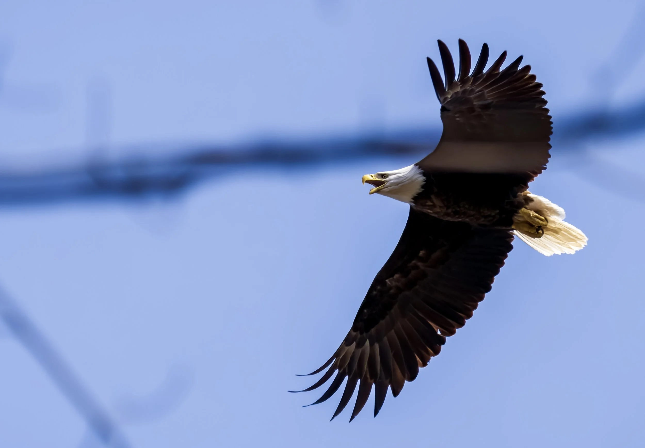 eagle fly bbb-topaz-denoiseraw-2.jpeg