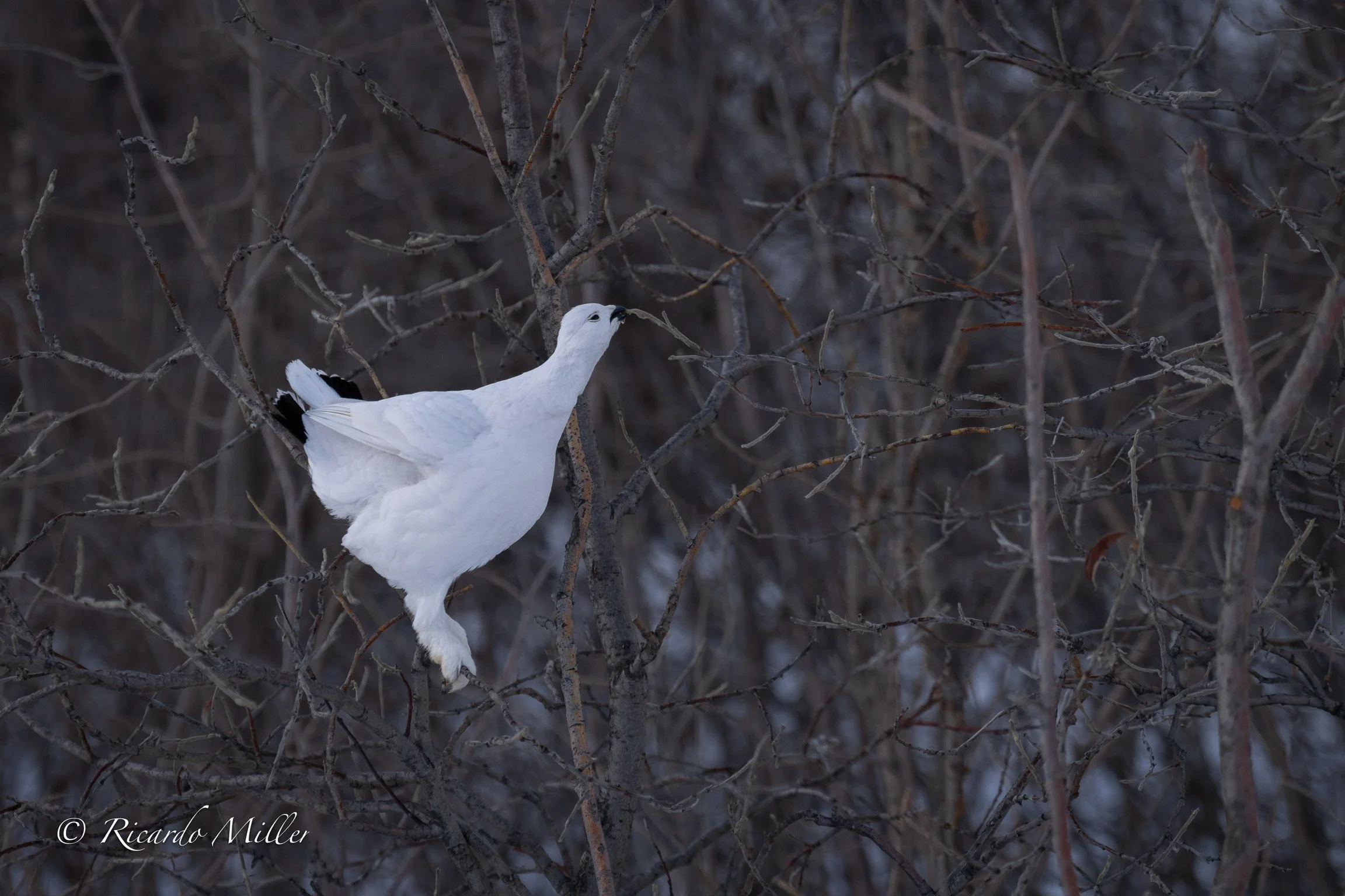 DSC09405.jpg DSC09392-Enhanced-NR.jpeg