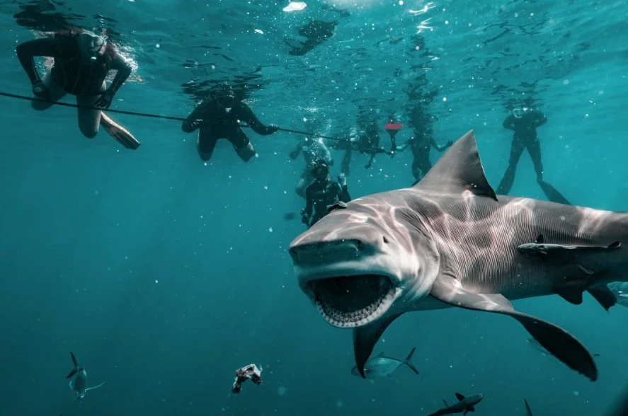 Shark Dive In Jupiter, Florida [Deposit]