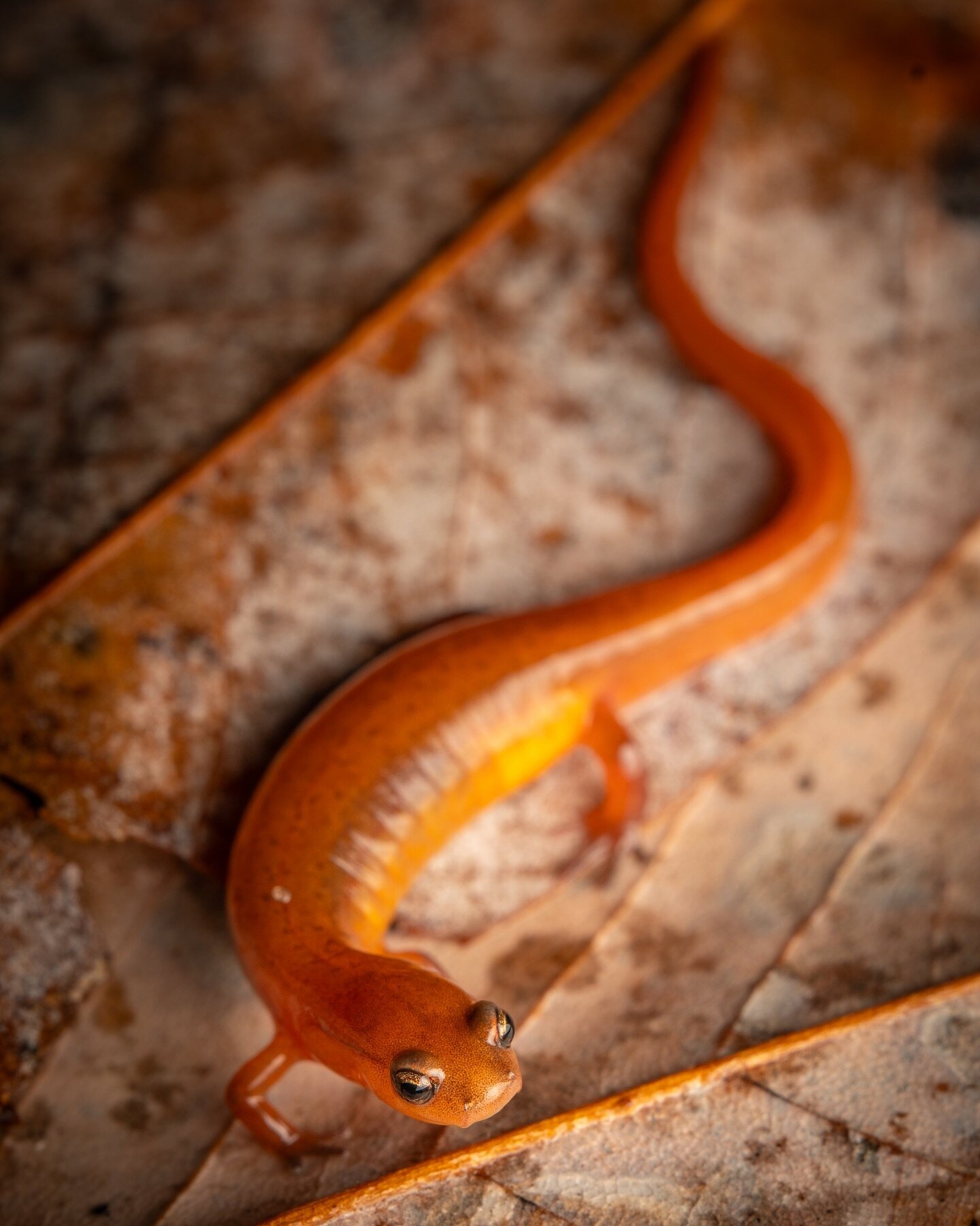 A very plump mama Carolina Sandhills salamander cruised in December! 

#herping #salamander #carolinasandhillssalamander #euryceaarenicola #wildlife #nature #wildlifephotography