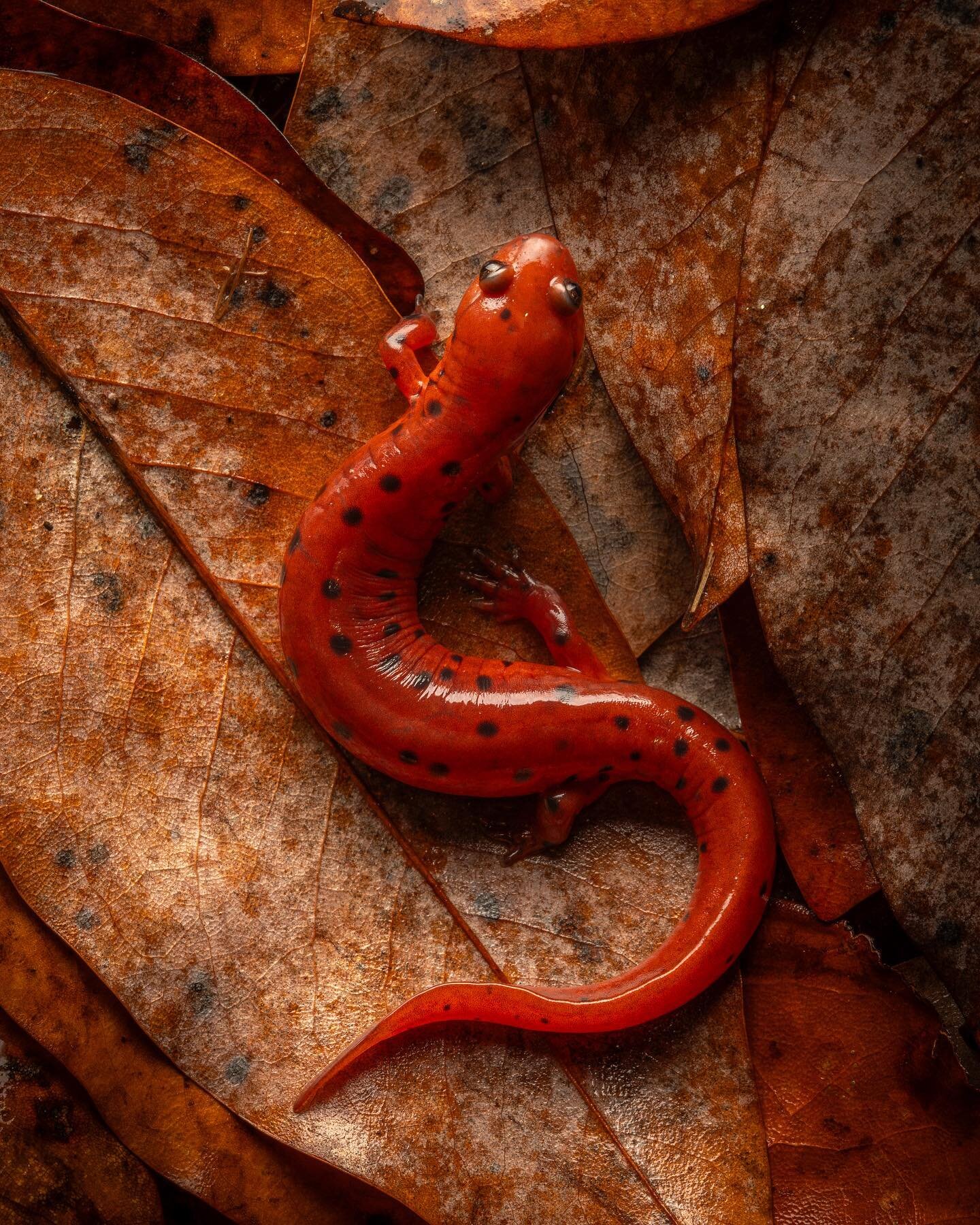 One of many mud salamanders from a rainy night in December. 

#herping #mudsalamander #pseudotriton #salamander #nature #wildlife #photography #wildlifephotography #sony #sonyalpha