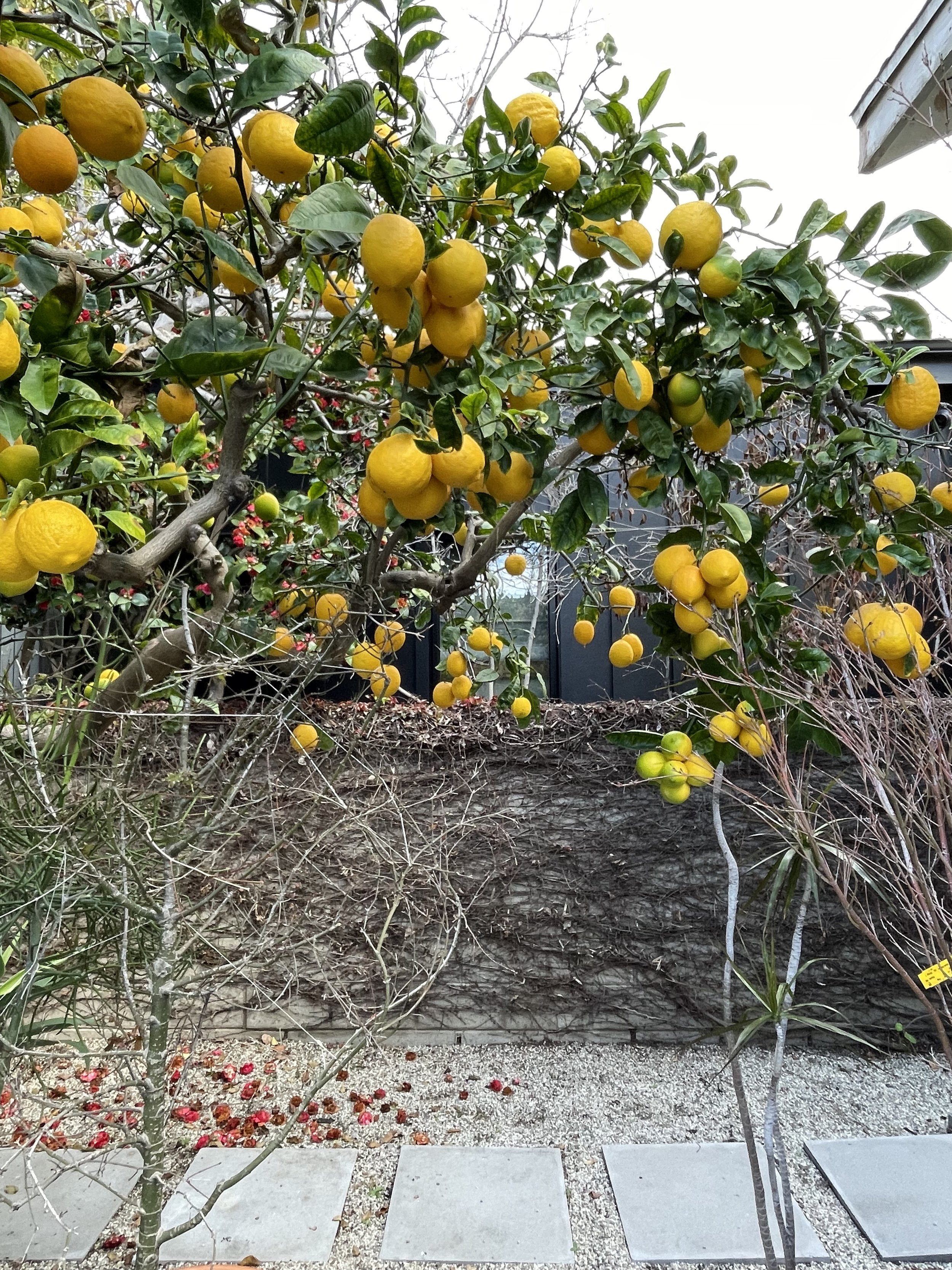 Venice, California: Under the trees | Harvest