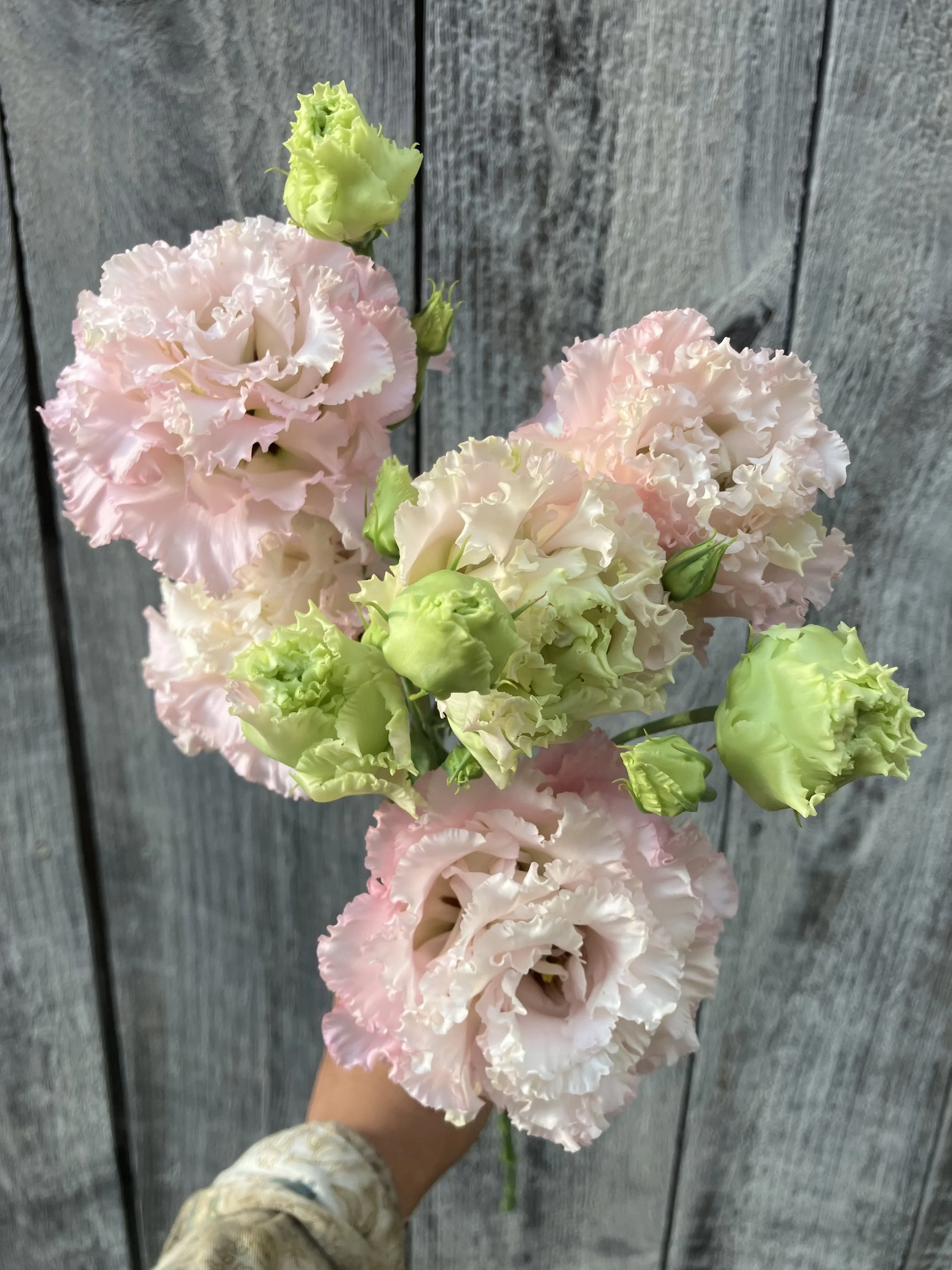 Frilly blush flowers add a romantic and ethereal touch to a wedding floral design. 