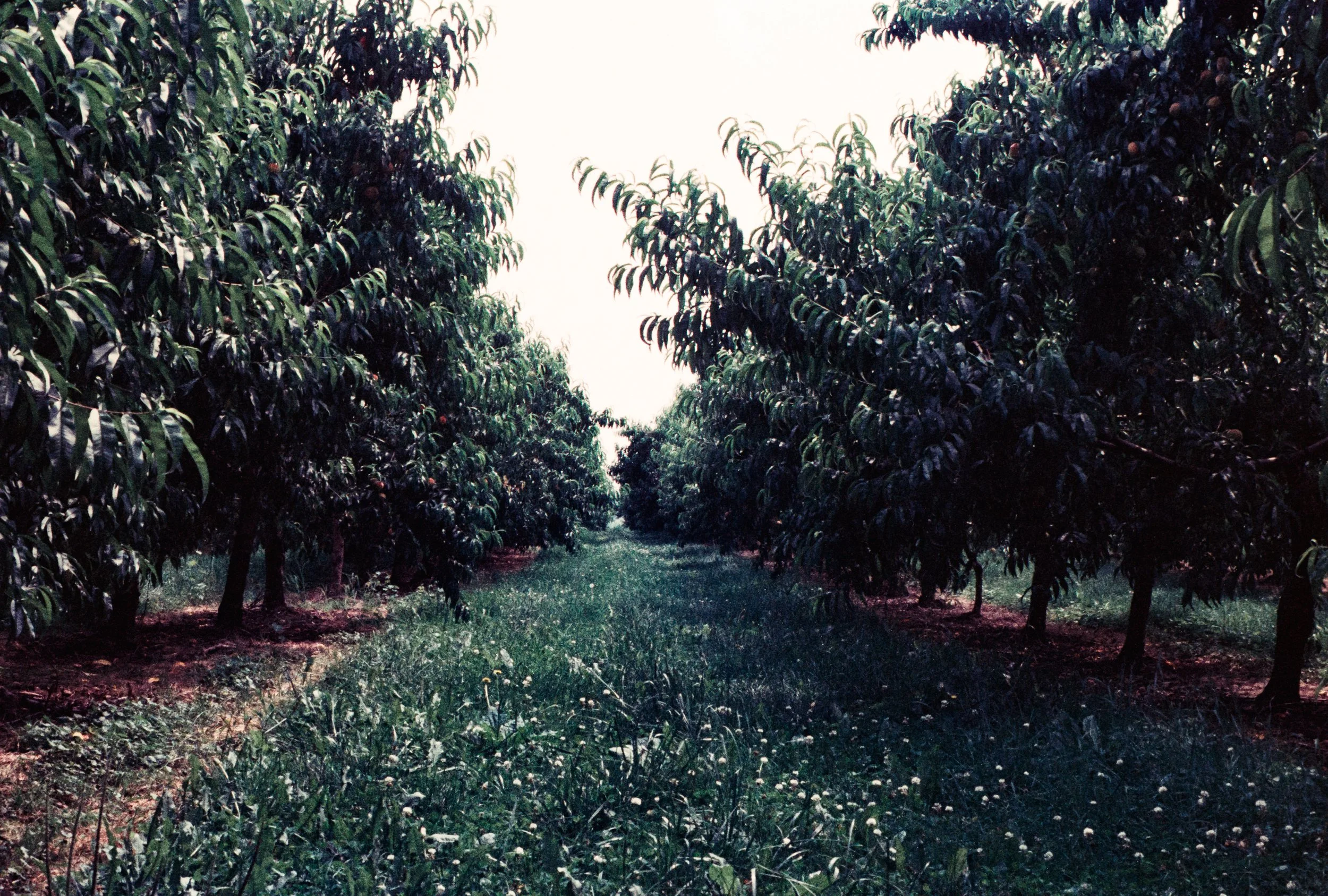 Image (19).jpg