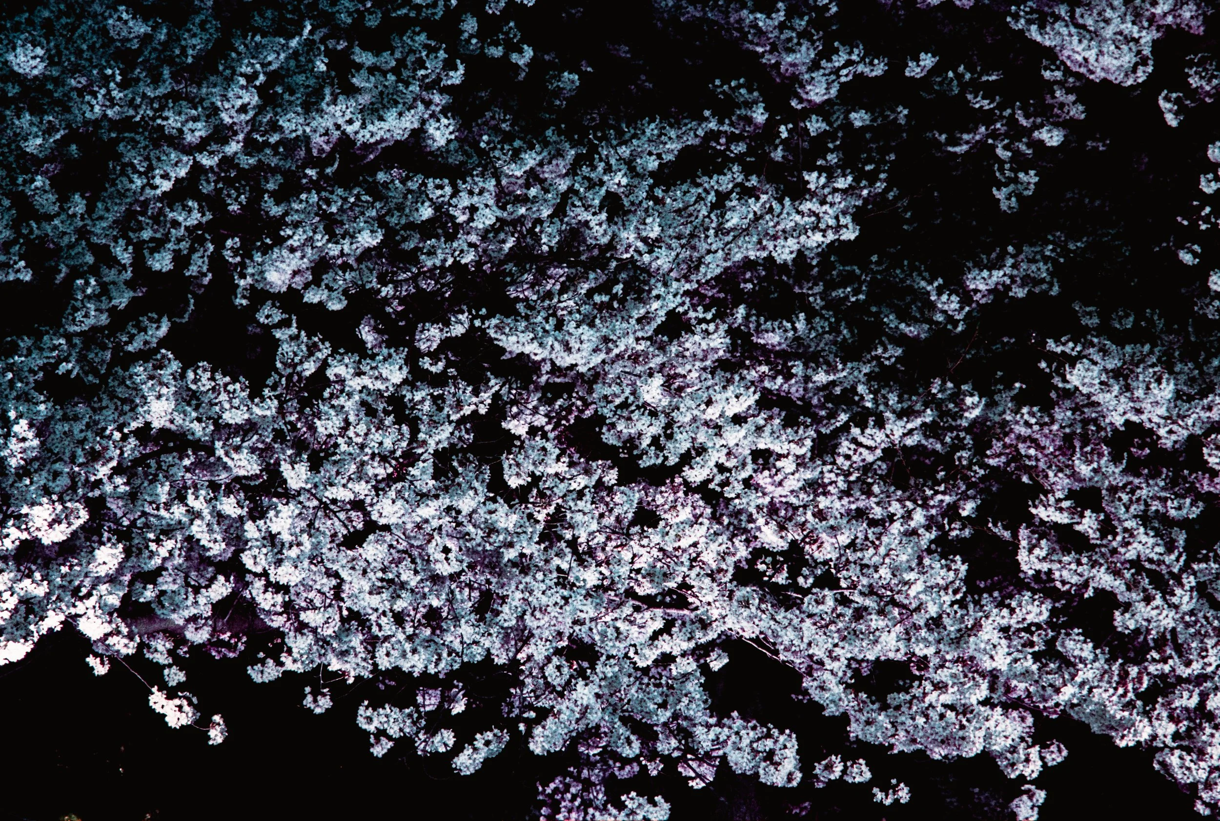 Image (8).jpg