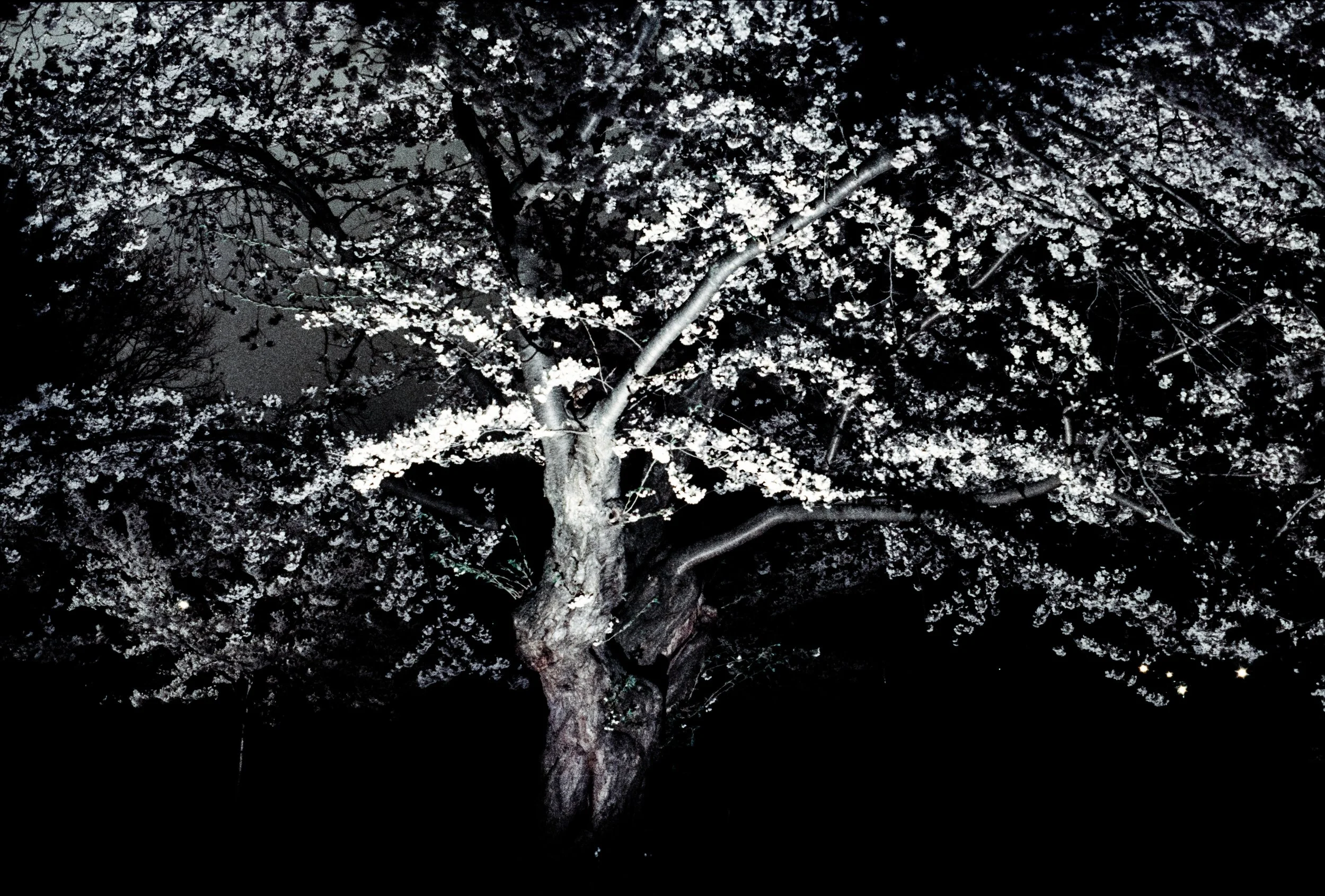 Image (17).jpg