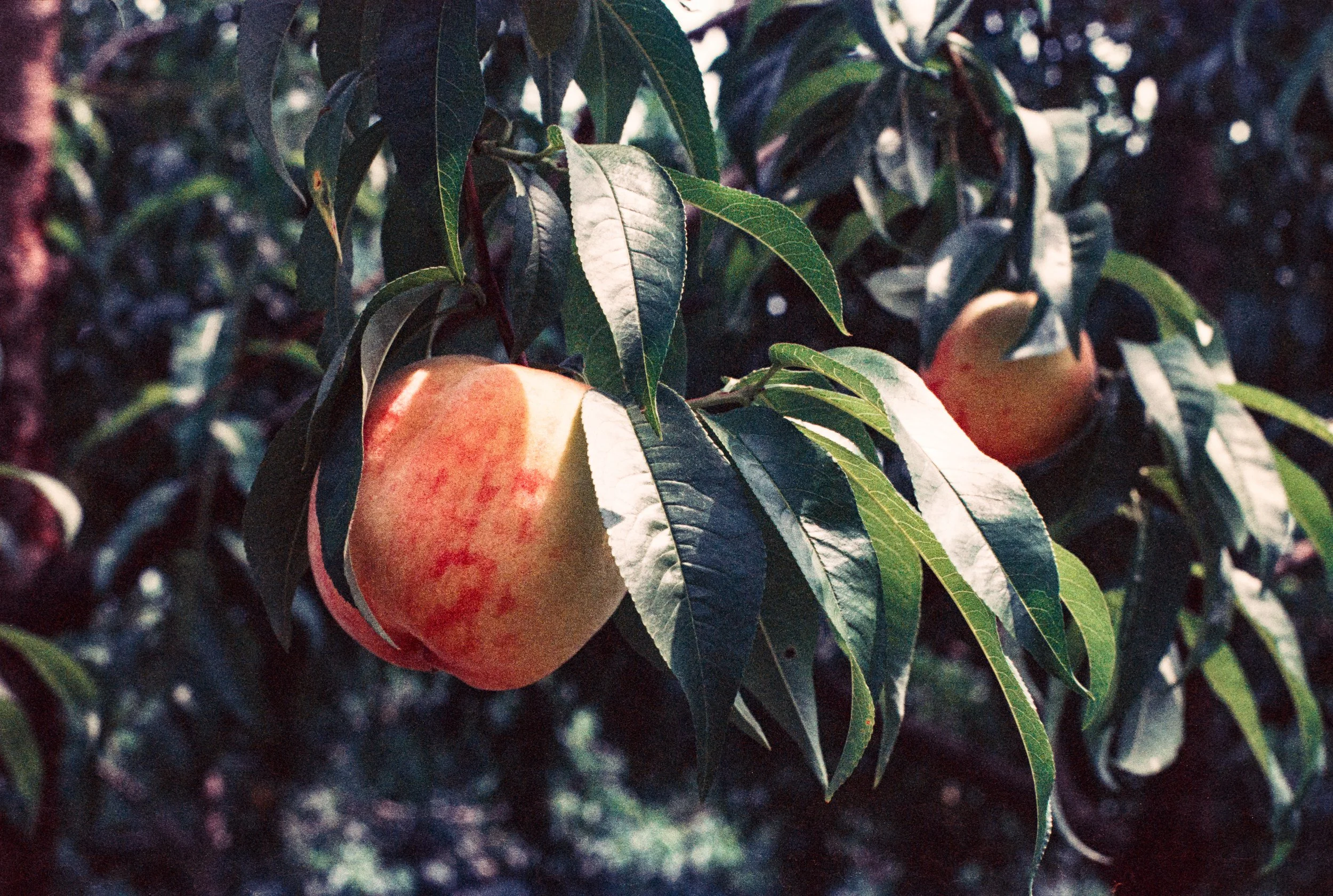 Image (18).jpg