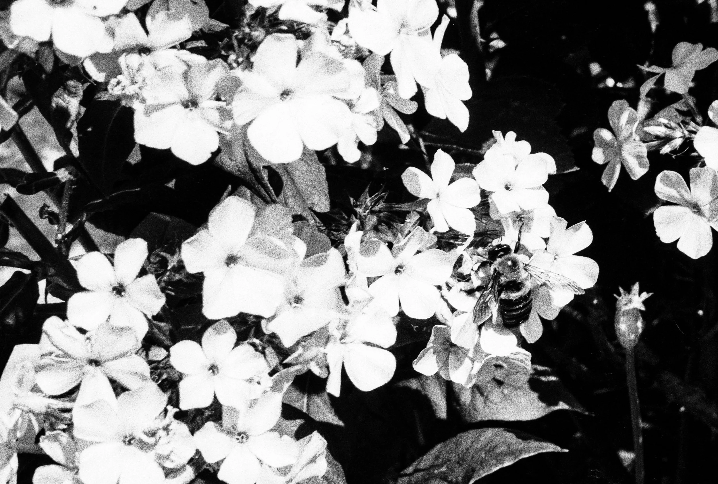 18 Aug35mm_16.jpg