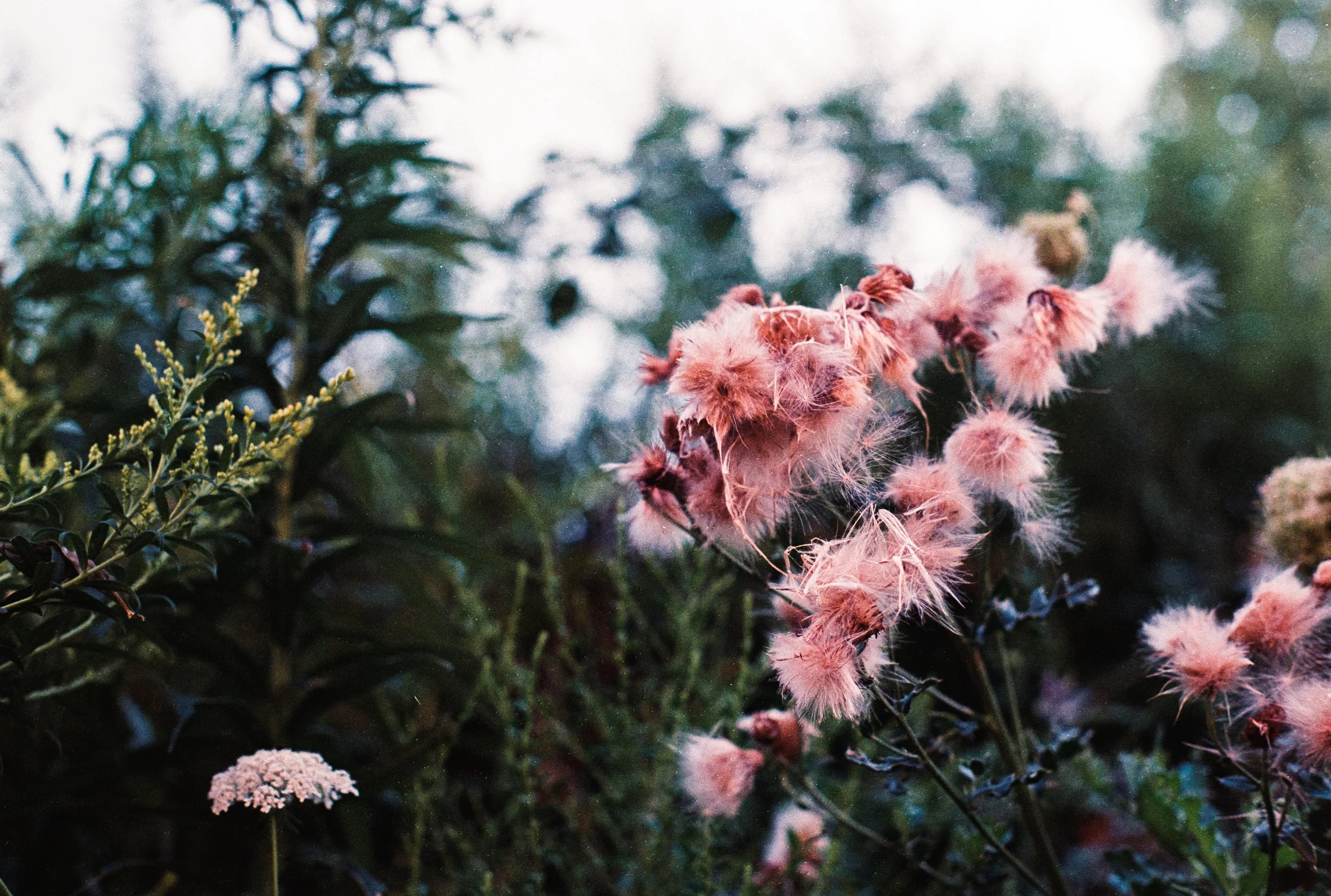 10 Aug35mm_6.jpg