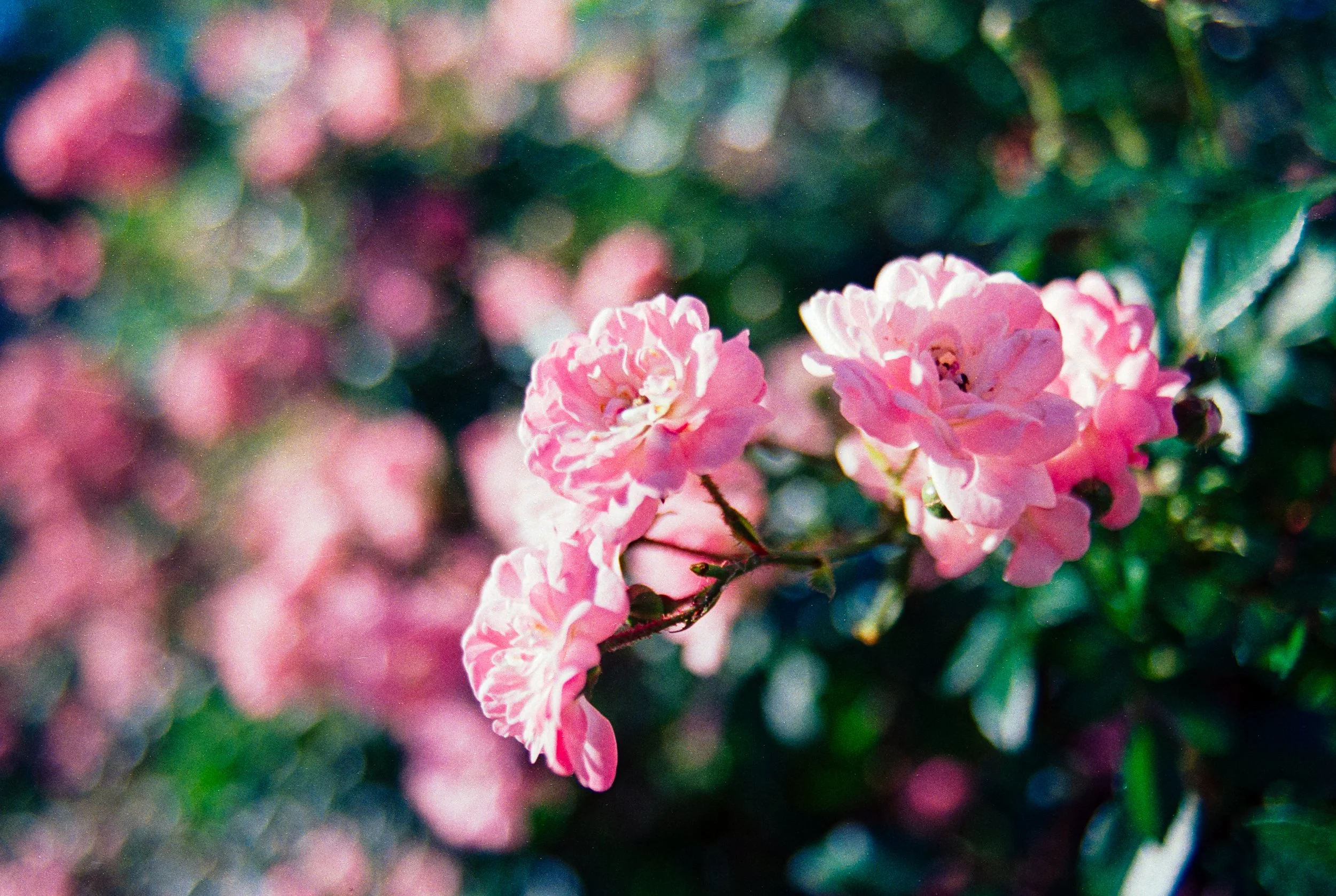 Image (6).jpg