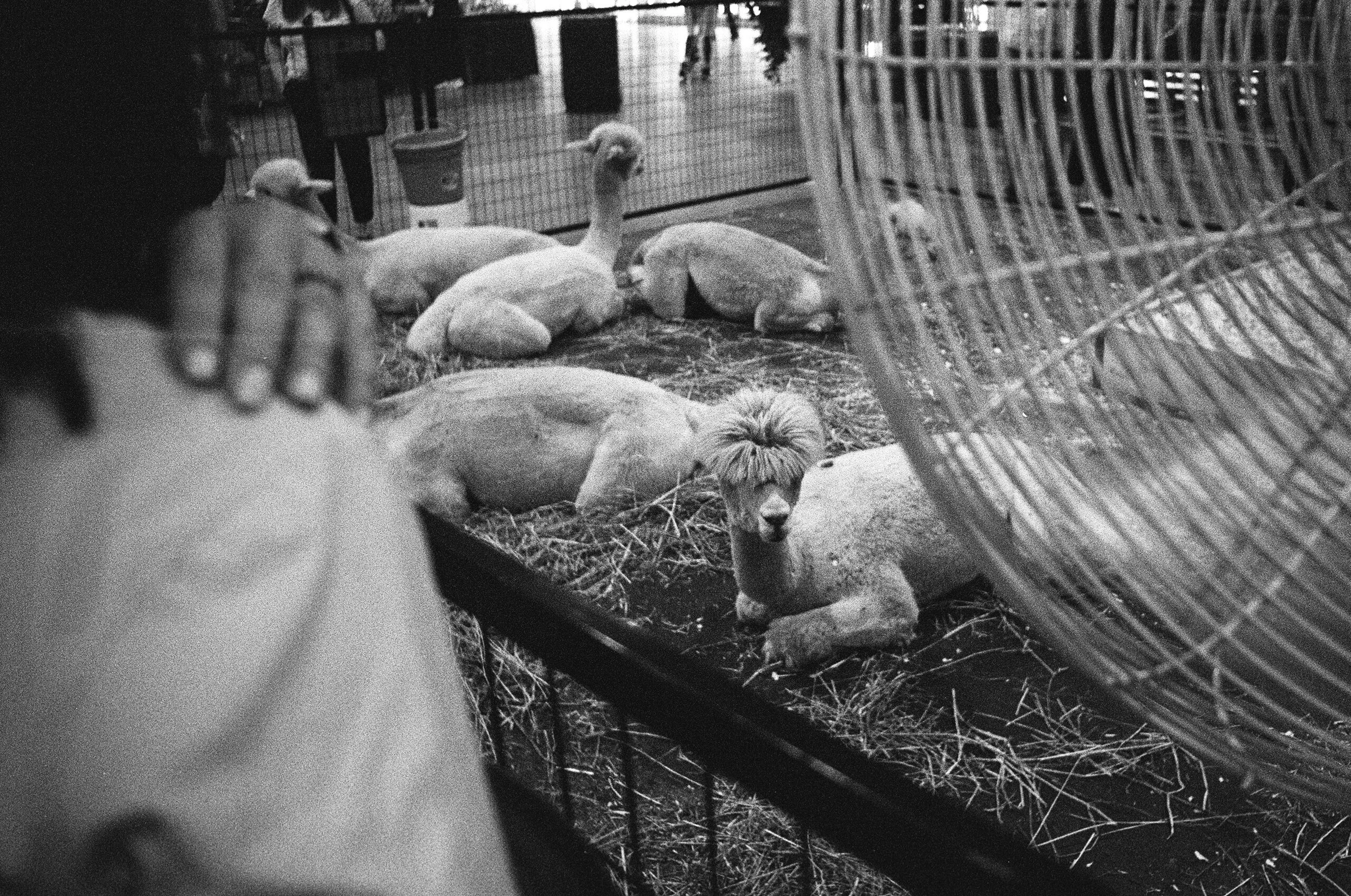 10 Aug35mm19.jpg