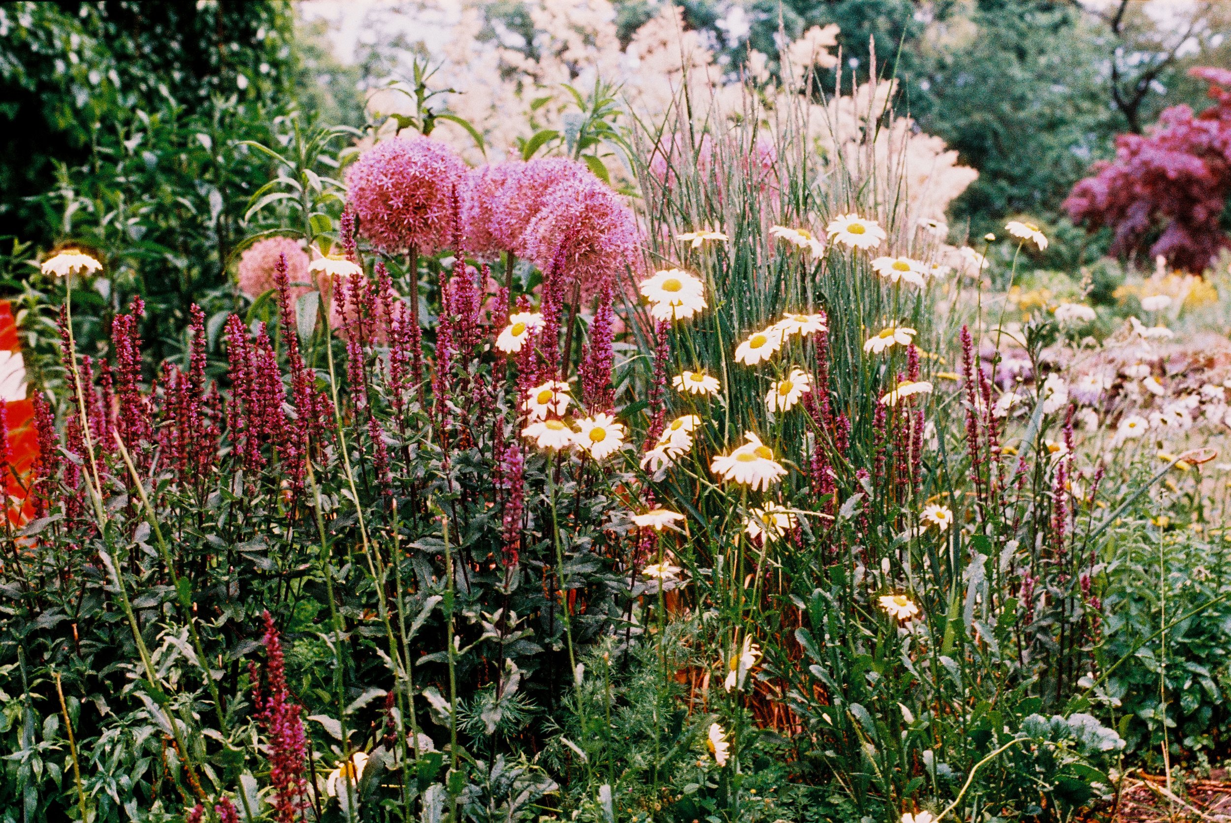 4 june35mm62.jpg