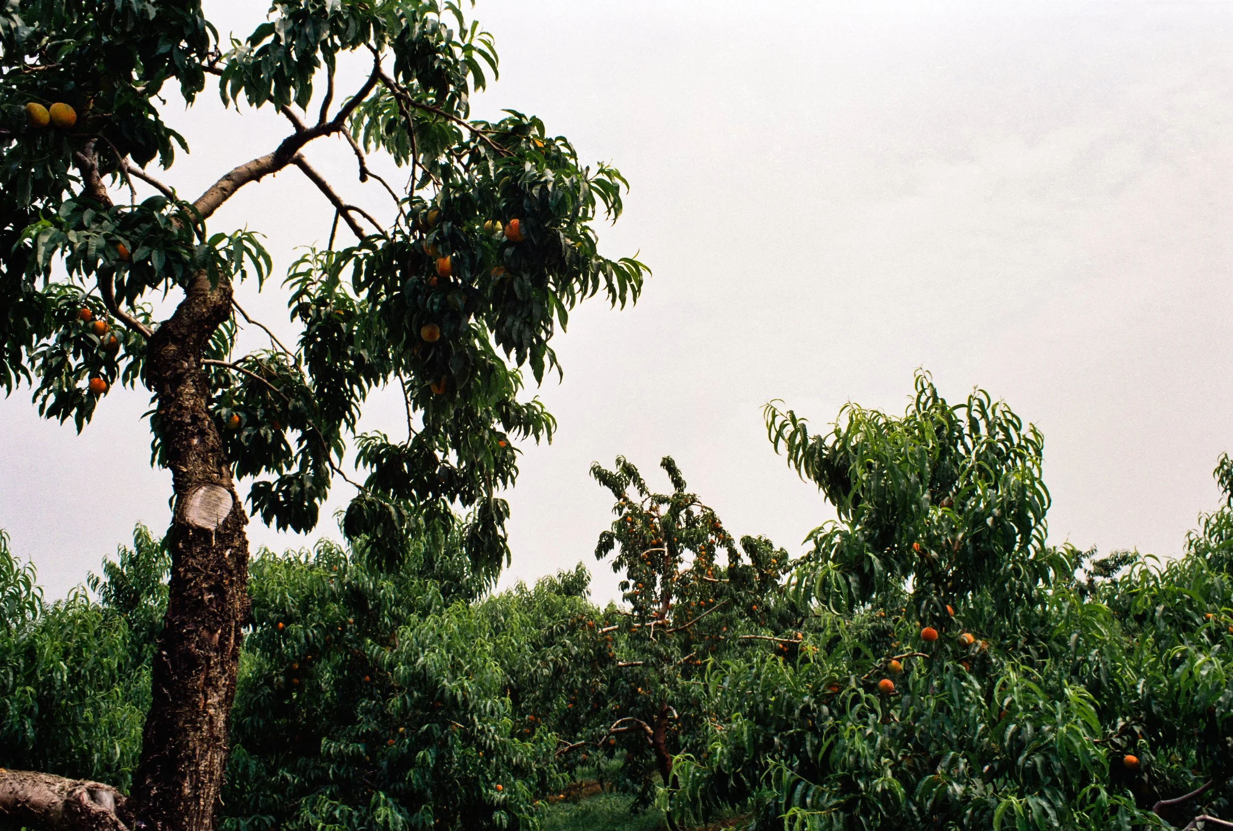 Image (16).jpg