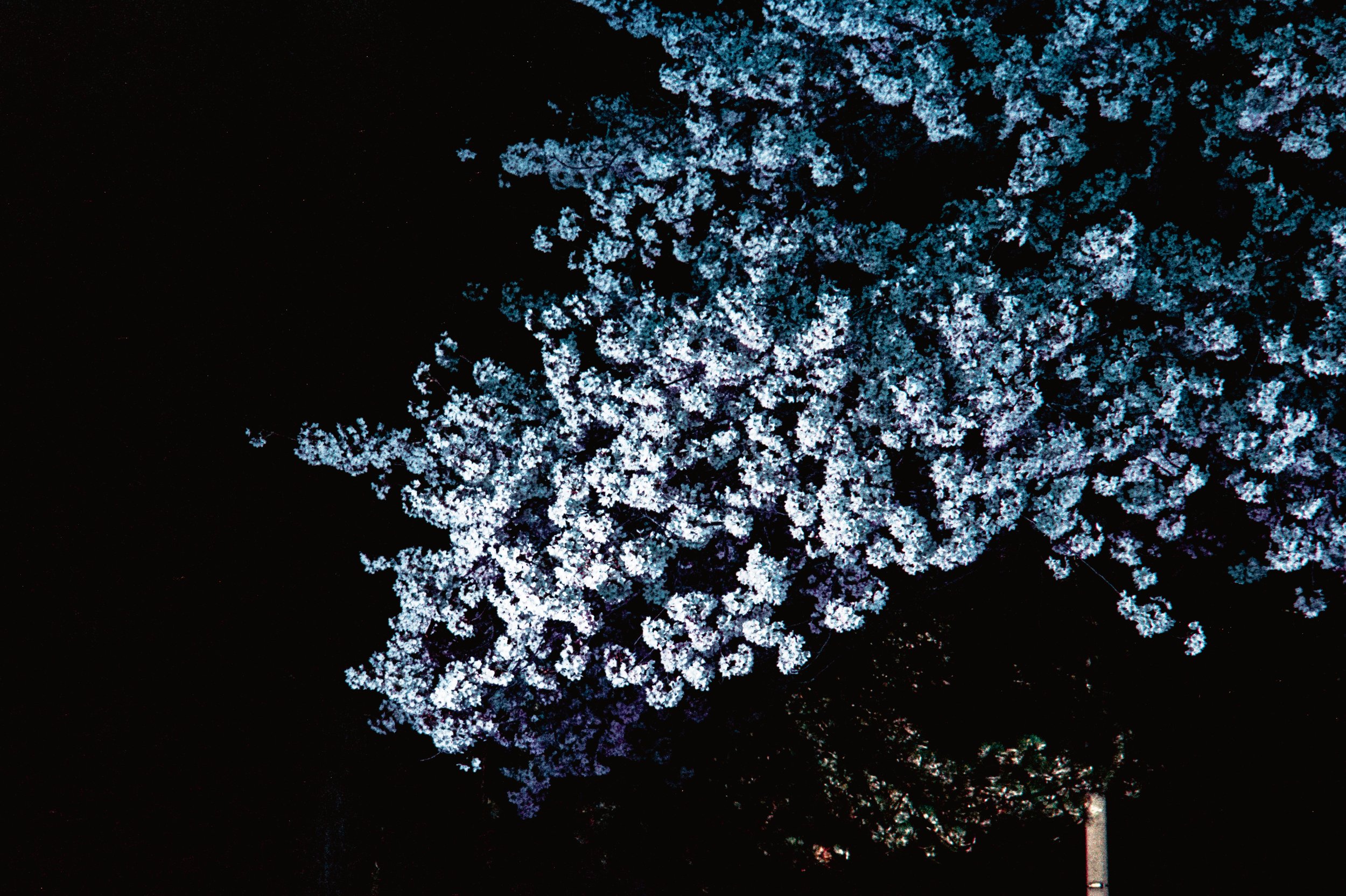 Image (9).jpg