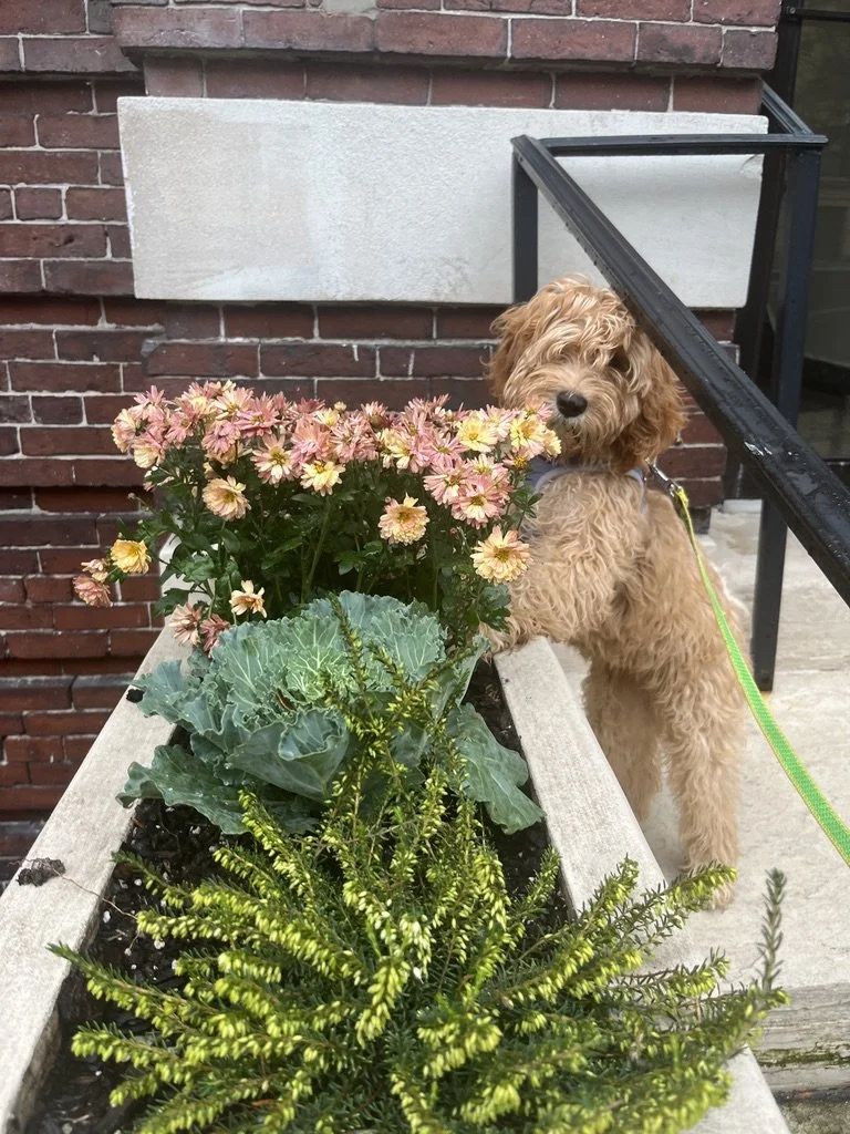 Puppies participating in a guided socialization session with careful structure and supervision in NYC
