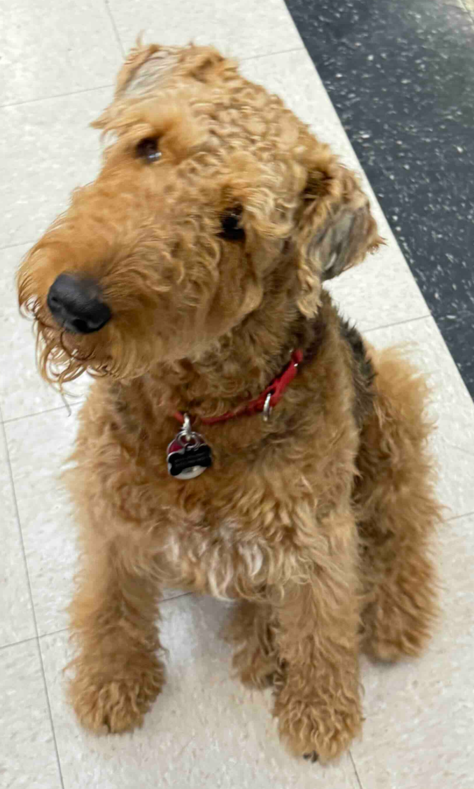 Dog obedience training