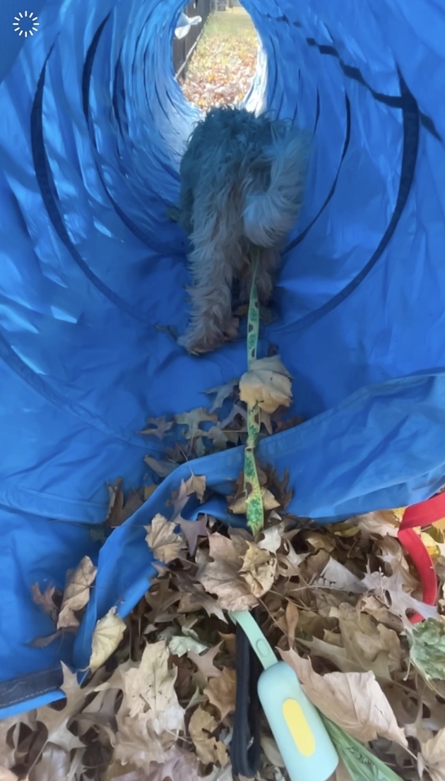 Dog at Riverside Park tunnel — a key reactive dog training environment on the Upper West Side
