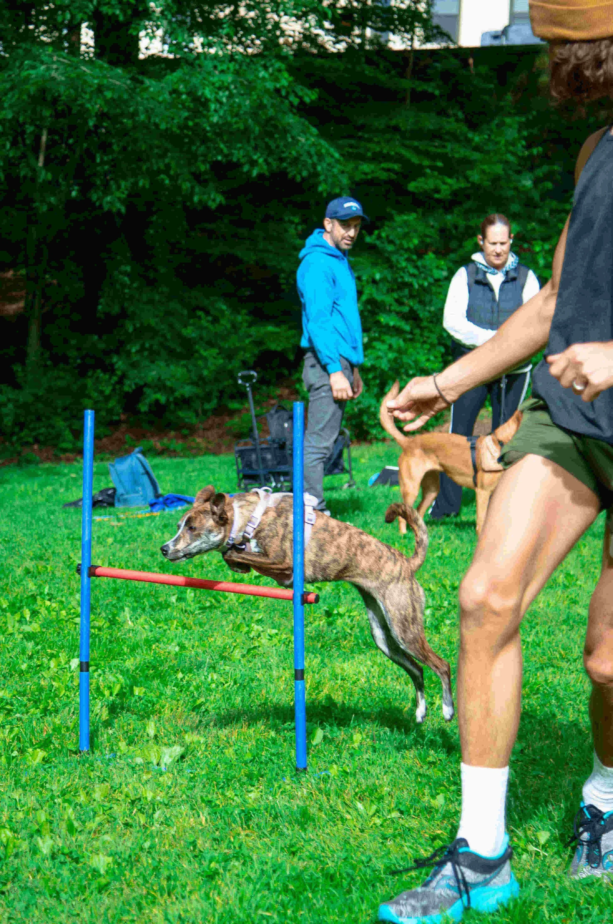 Dog agility training in NYC