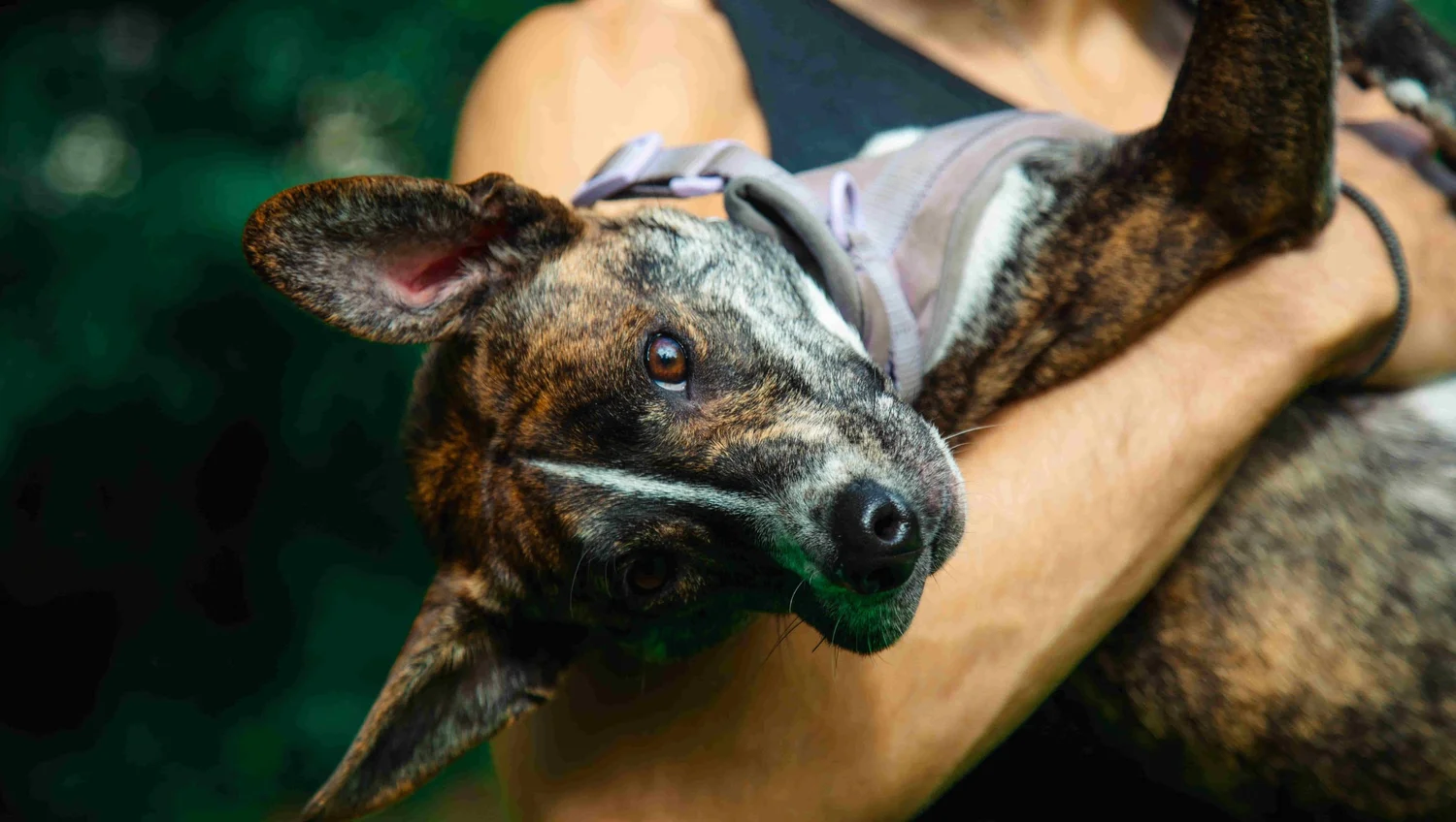 Adolescent dog in a structured PJH Dog Training day school session in NYC
