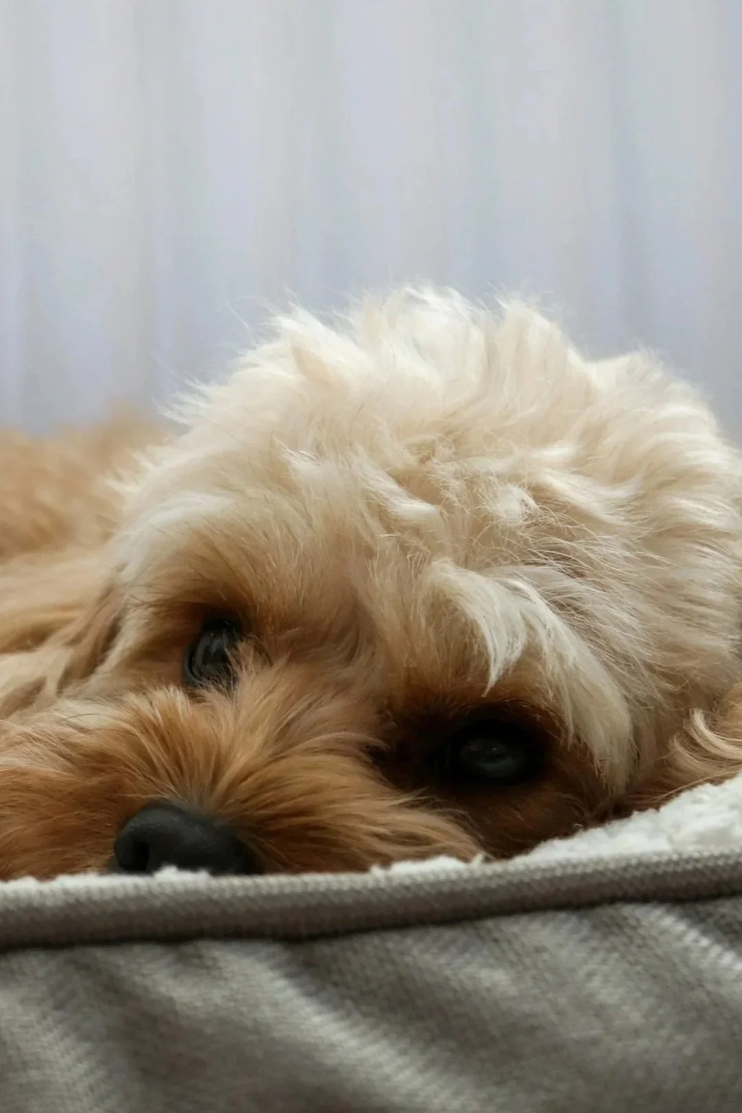 Calm, confident dog in NYC