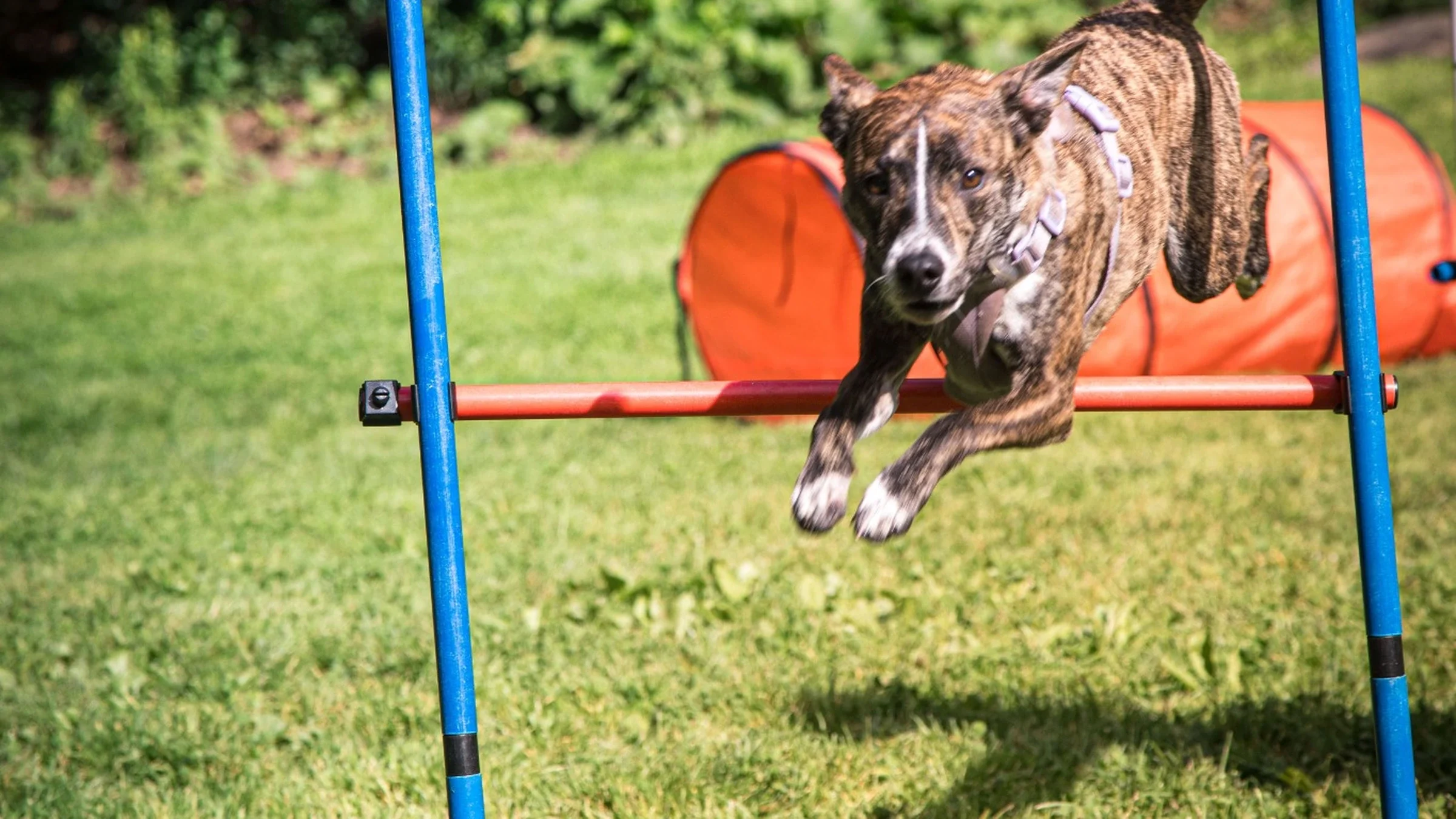 Dog agility course in NYC — focus, fitness, and confidence for city dogs