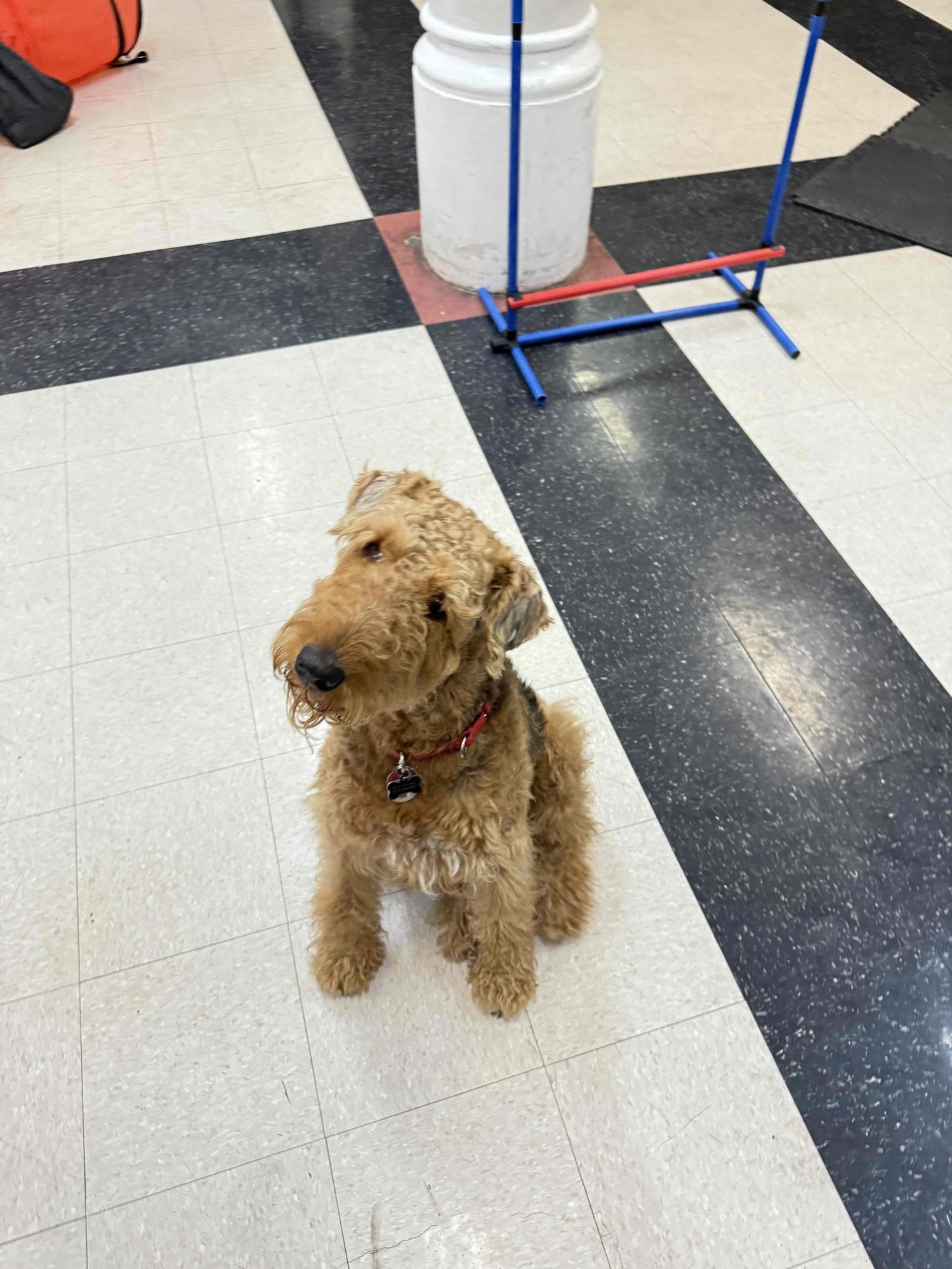 A dog sitting calmly beside a low practice jump during safe, low-impact agility foundation training in NYC