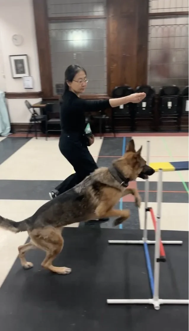 German Shepherd in active training — focused, engaged, and working