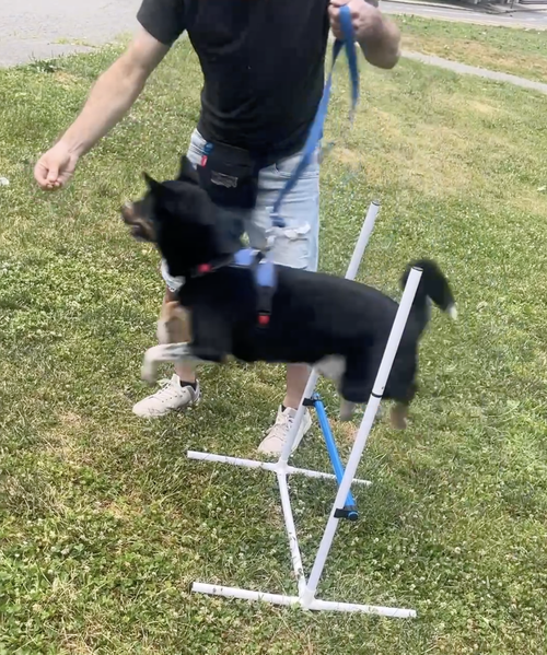 Trainer guiding a young dog through beginner agility foundation work in NYC
