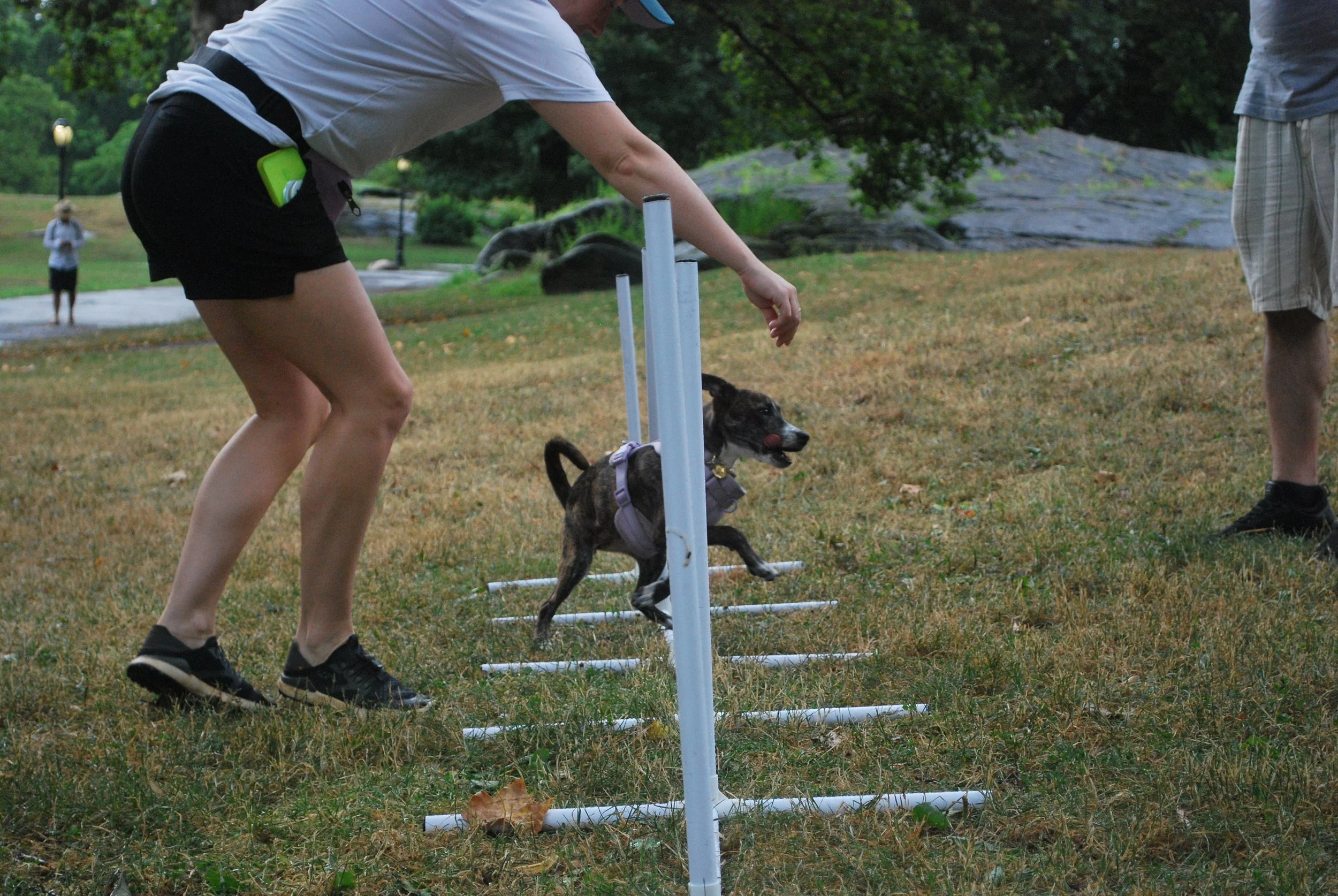 Dog navigating ground ladder/footwork drill during agility practice in Central Park, guided by handler.