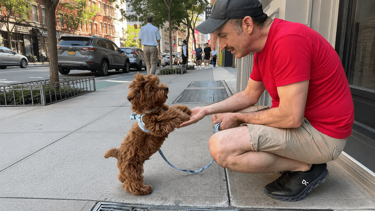 PJH Dog Training — CPDT-KA certified trainer Pepe Hernandez working one-on-one with a client dog on a Manhattan sidewalk