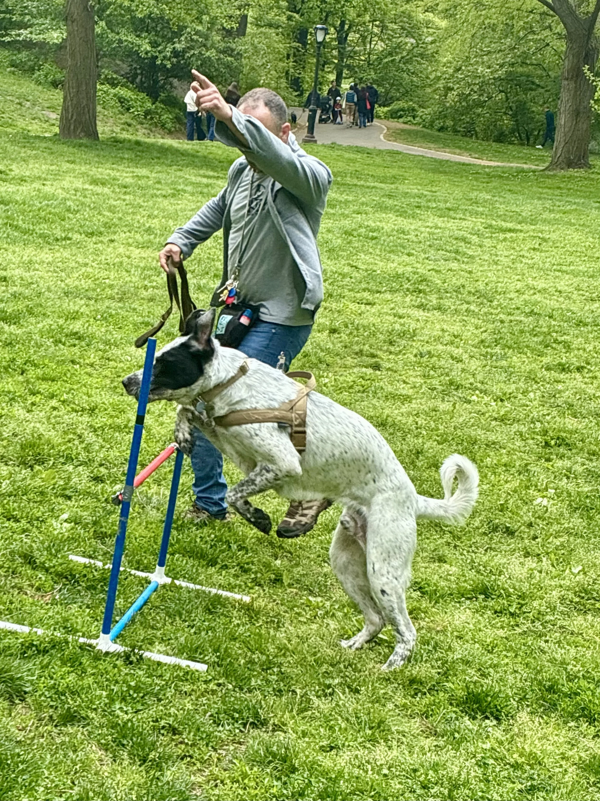 Trainer directing dog through outdoor agility obstacles in Central Park