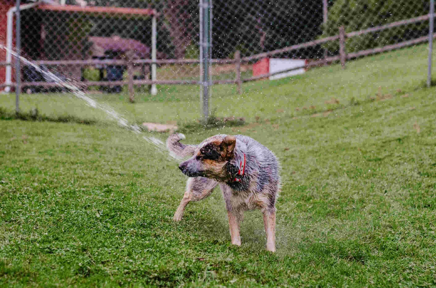 Dog cooling off under a garden hose on a humid NYC day
