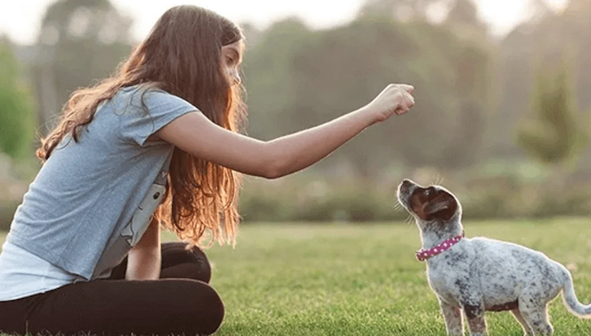 Dog training session